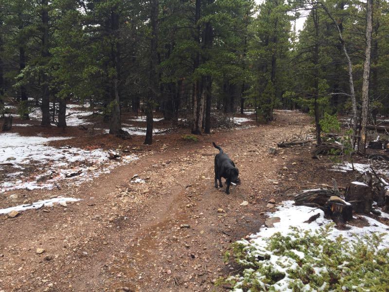 A black dog walking along a dirt trail in a forest, surrounded by pine trees and patches of snow on the ground. Sourdough Trail mountain bike trail.