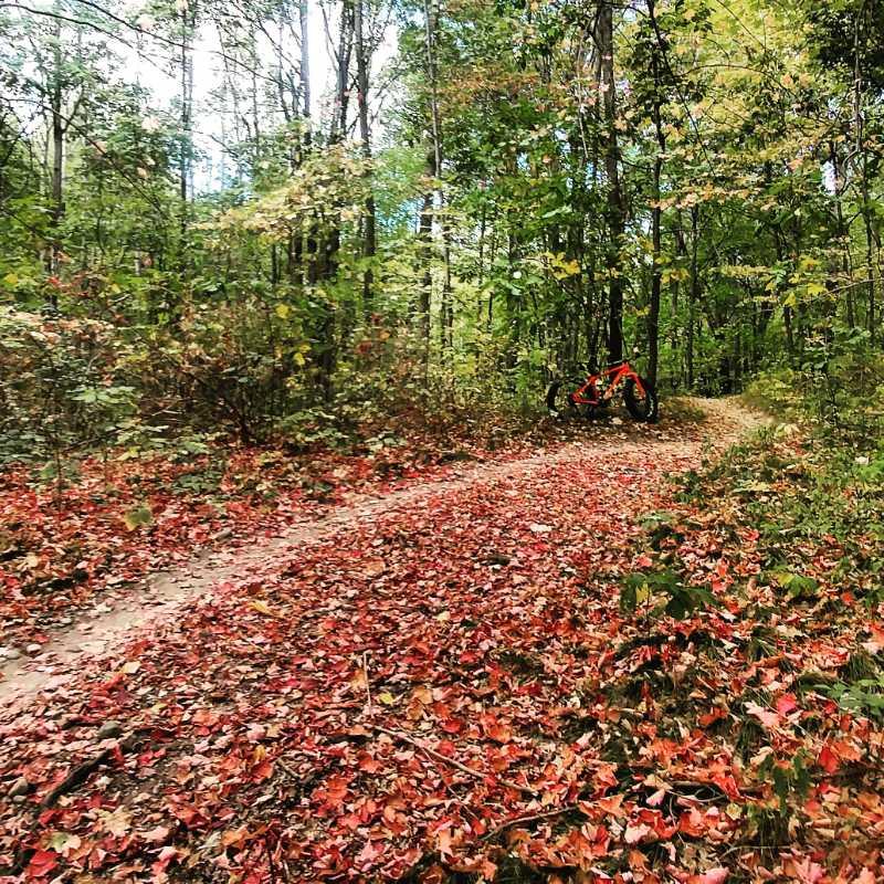 A vibrant fall scene depicting a winding dirt trail surrounded by greenery and scattered red and orange leaves. An orange mountain bike rests on the trail, with tall trees and foliage creating a picturesque backdrop. Pontiac Lake mountain bike trail.
