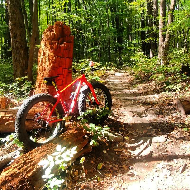A bright red fat bike leaned against a weathered, moss-covered fallen tree in a lush green forest. The trail ahead is winding, surrounded by tall trees and scattered leaves on the ground, indicating a sunny day in nature. Pontiac Lake mountain bike trail.