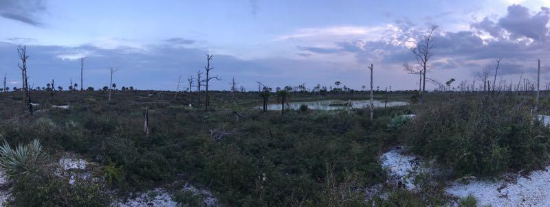 A panoramic view of a wetland landscape at dusk, featuring a mix of tall grasses, shrubs, and scattered dead trees against a backdrop of a cloudy sky. A small body of water is visible in the distance, reflecting the soft light from the setting sun. The scene conveys a sense of tranquility and natural beauty in a diverse ecosystem. Jonathan Dickinson State Park mountain bike trail.