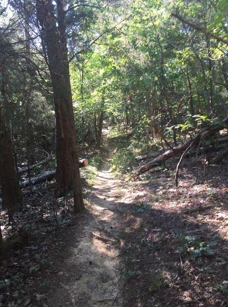 A narrow dirt path winding through a wooded area, surrounded by tall trees and lush green foliage, with fallen branches and underbrush along the sides. Panther Creek State Park mountain bike trail.