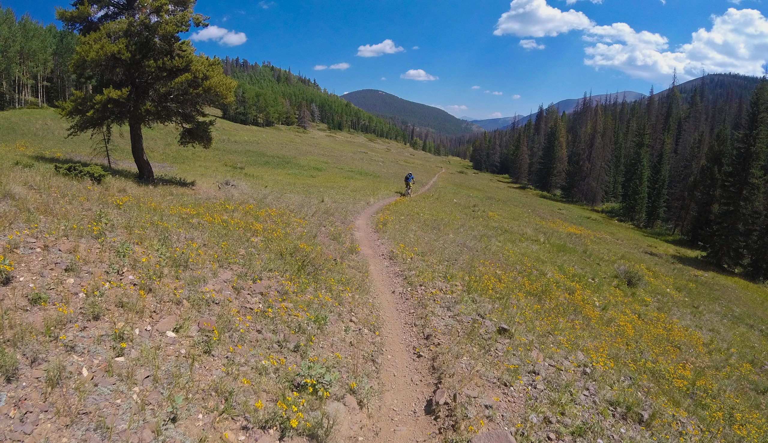 A mountain biker riding along a winding dirt trail through a vibrant green meadow filled with yellow wildflowers, surrounded by tall trees and distant mountains under a blue sky with fluffy clouds. Monarch Crest Trail mountain bike trail.