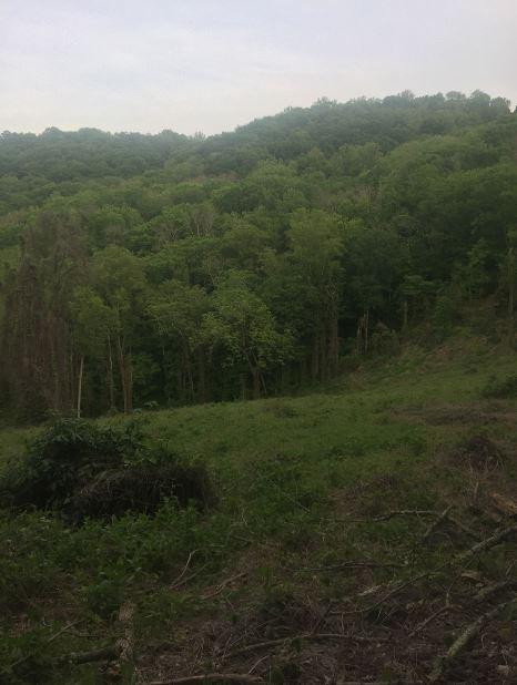A lush green landscape featuring a hillside covered in dense trees. The foreground shows an area with cleared brush and small plants, leading up to the rich greenery of the hillside in the background. The sky is overcast, suggesting a calm, natural environment. Panther Creek State Park mountain bike trail.