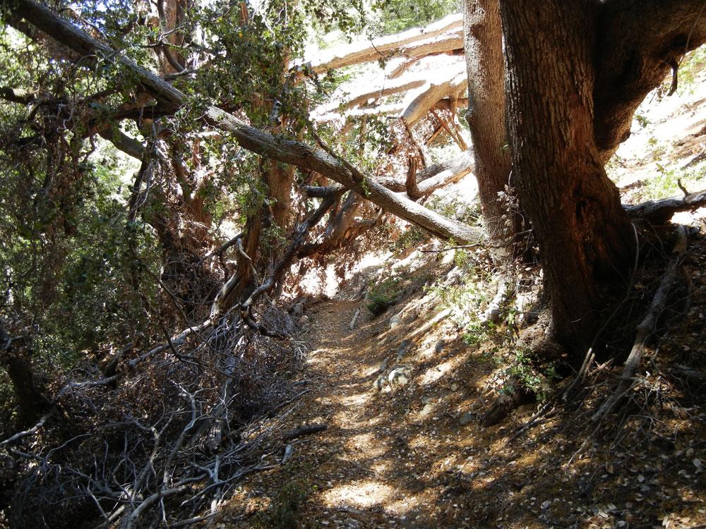 A narrow trail winding through a dense forest, surrounded by large trees and fallen branches, with sunlight filtering through the foliage. Joplin Trail mountain bike trail.