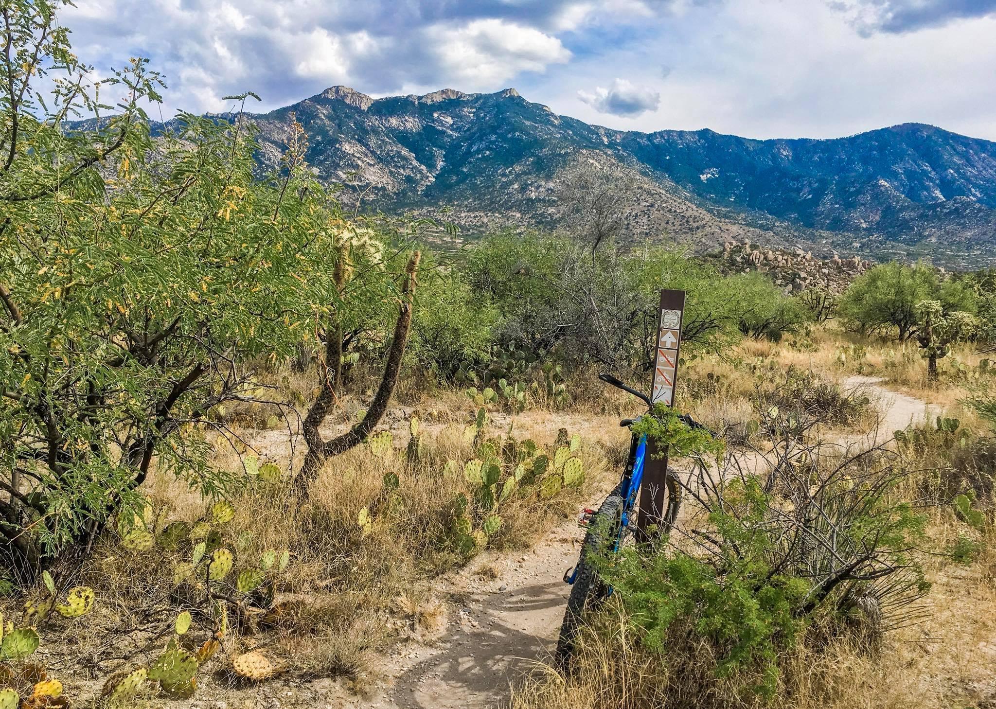 A scenic view of a hiking trail winding through a desert landscape, featuring cacti and sparse vegetation. In the foreground, there's a blue bike leaning against a trail marker. The backdrop showcases rugged mountains under a partly cloudy sky. 50-year Trail / Golder Ranch mountain bike trail.