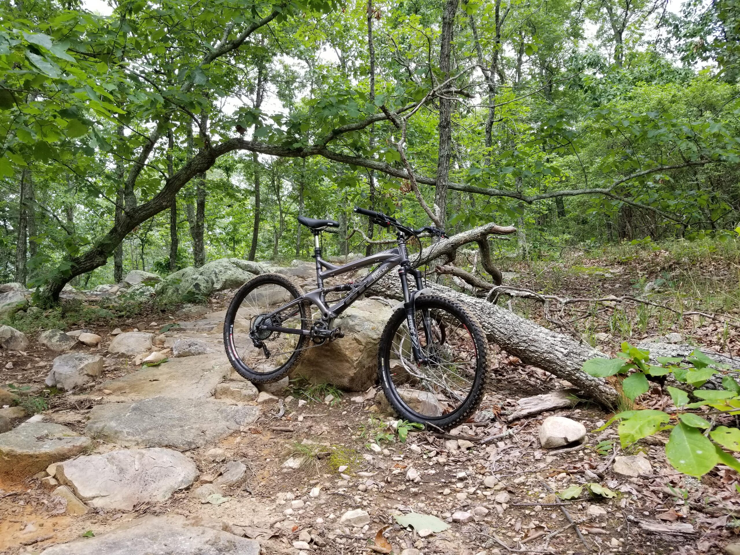 GT Force: A mountain bike resting on rocky terrain surrounded by lush greenery and trees, with a fallen tree branch across the path.