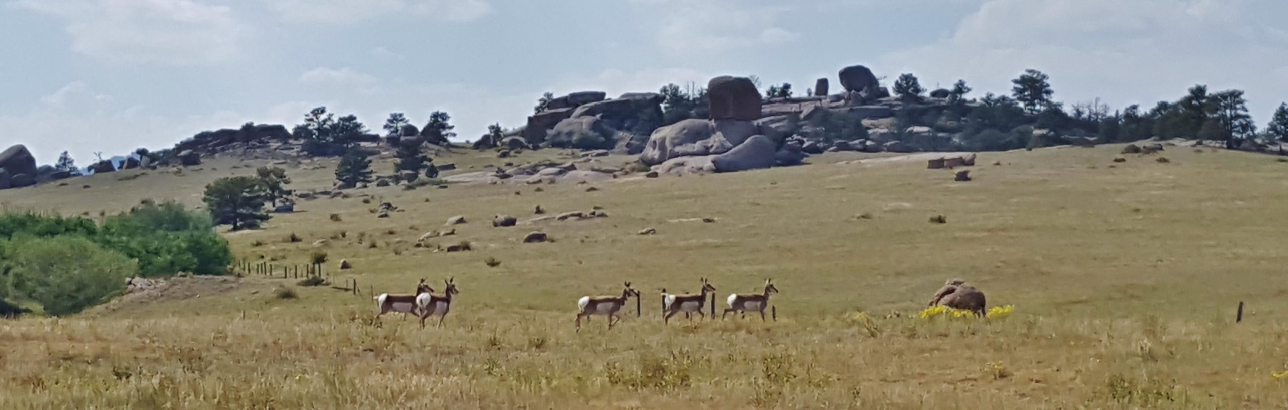 A herd of antelope grazing in a grassy field, with large rock formations and sparse trees in the background under a partly cloudy sky. Curt Gowdy State Park mountain bike trail.