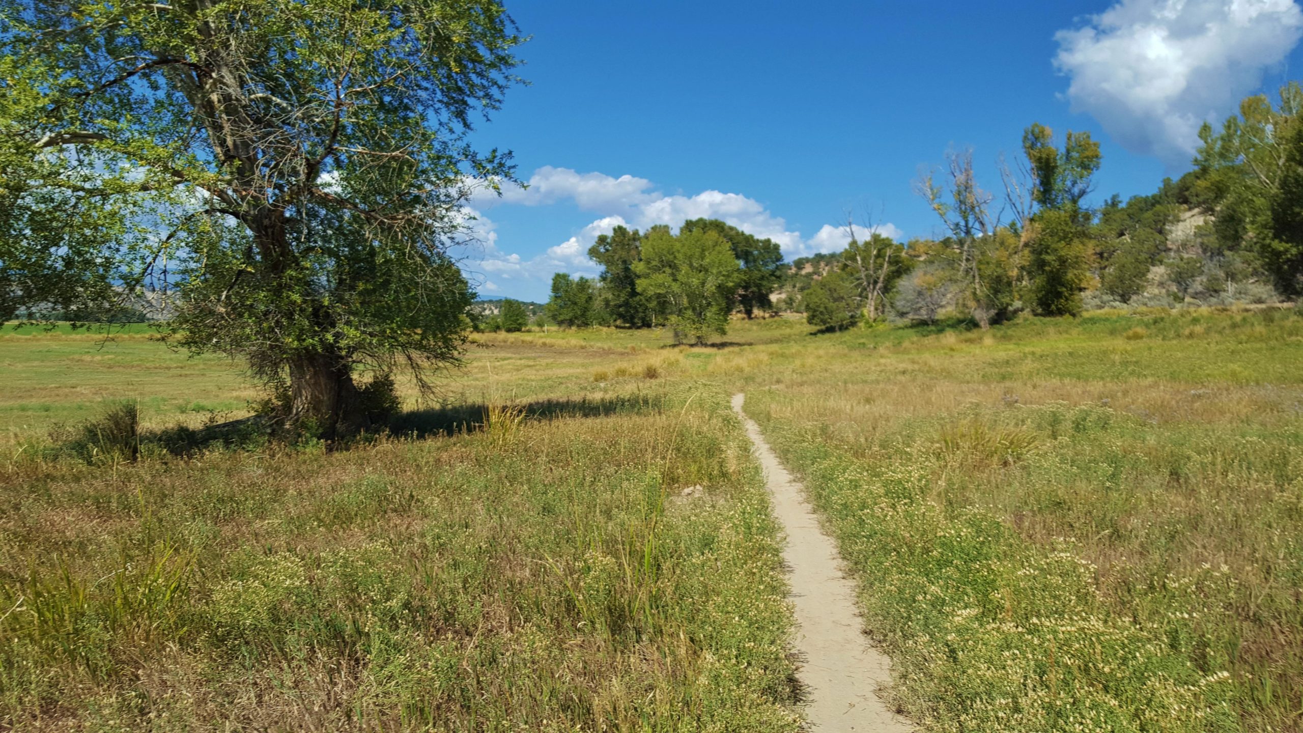 A serene landscape featuring a dirt path winding through a grassy field, flanked by trees under a clear blue sky with scattered clouds. The scene captures the tranquility of nature, with lush greenery and gentle hills in the background. Haymaker Trail mountain bike trail.
