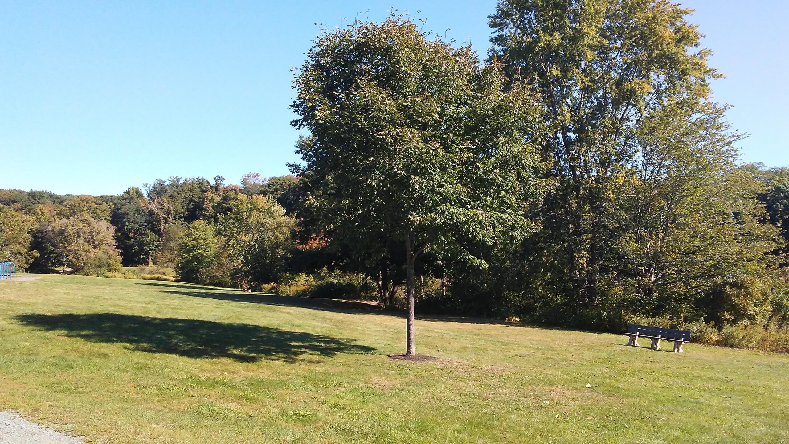 A sunny park scene featuring a grassy area with a single tree on the left and a park bench in the distance. Lush green trees are visible in the background under a clear blue sky.