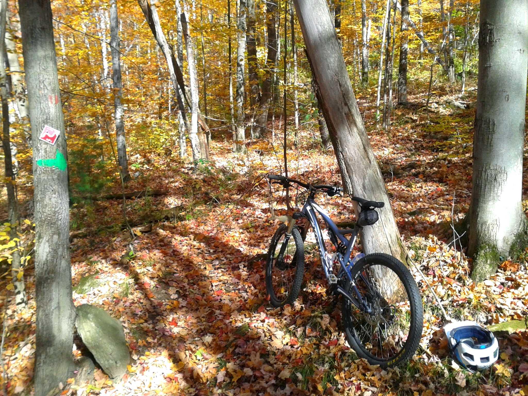 A mountain bike and a white helmet rest against a tree in a vibrant, autumn forest. The ground is covered in colorful fallen leaves, and the trees are adorned with bright orange and yellow foliage. Trail markers are visible on the trees, guiding outdoor enthusiasts through the scenic landscape. Sleepy Hollow Ski And Bike Center mountain bike trail.