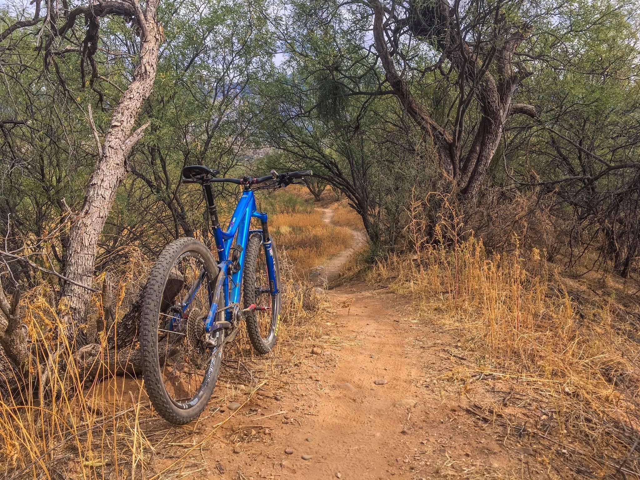 A blue mountain bike leaning against a tree on a dirt trail surrounded by tall grass and shrubs. The scene captures a natural outdoor setting, ideal for cycling, with a winding path leading into the background. 50-year Trail / Golder Ranch mountain bike trail.