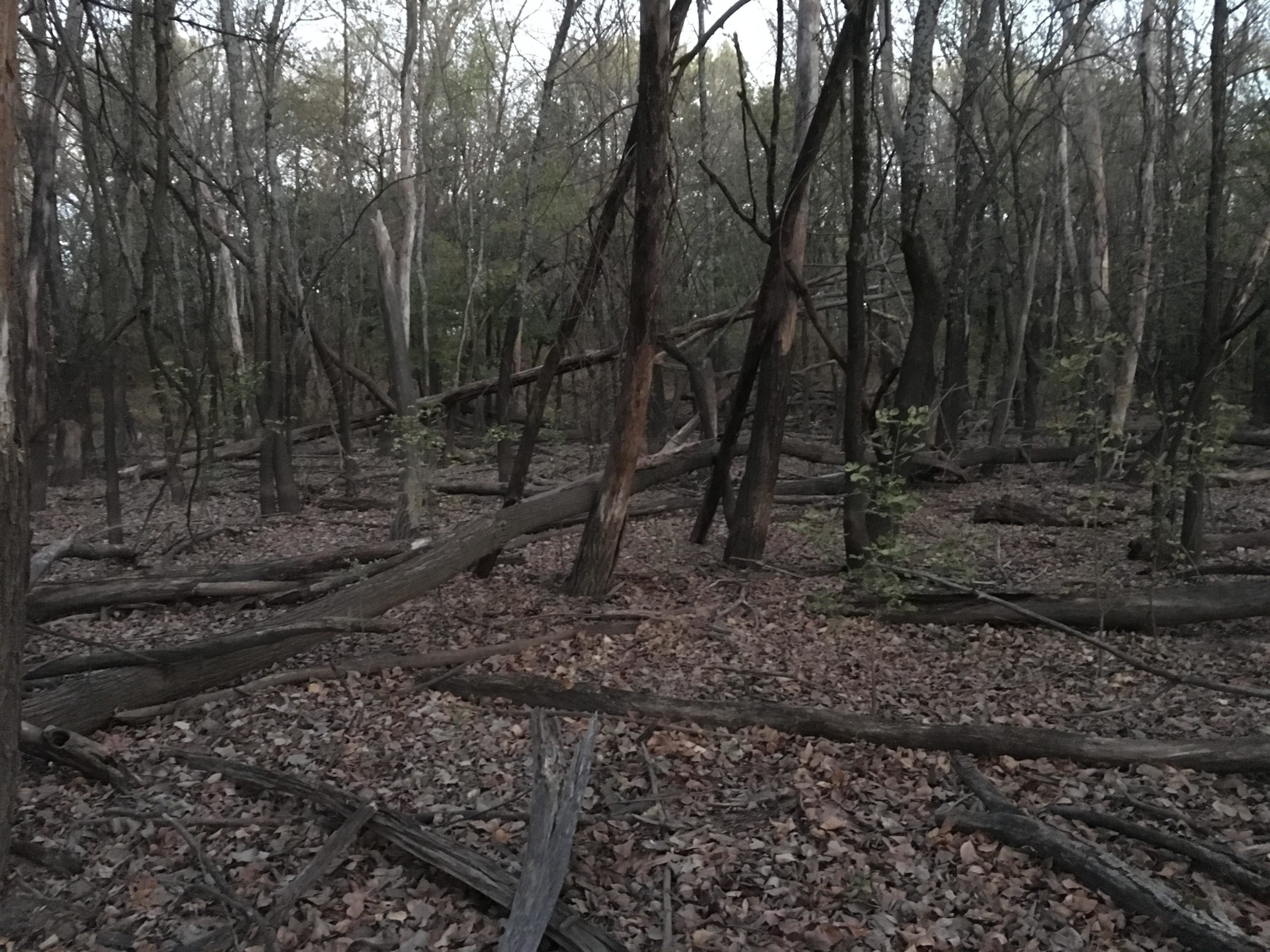 A dimly lit forest scene with bare trees and fallen branches scattered across the ground, covered in dry leaves, indicating an autumn or early evening setting. ESU Trail mountain bike trail.