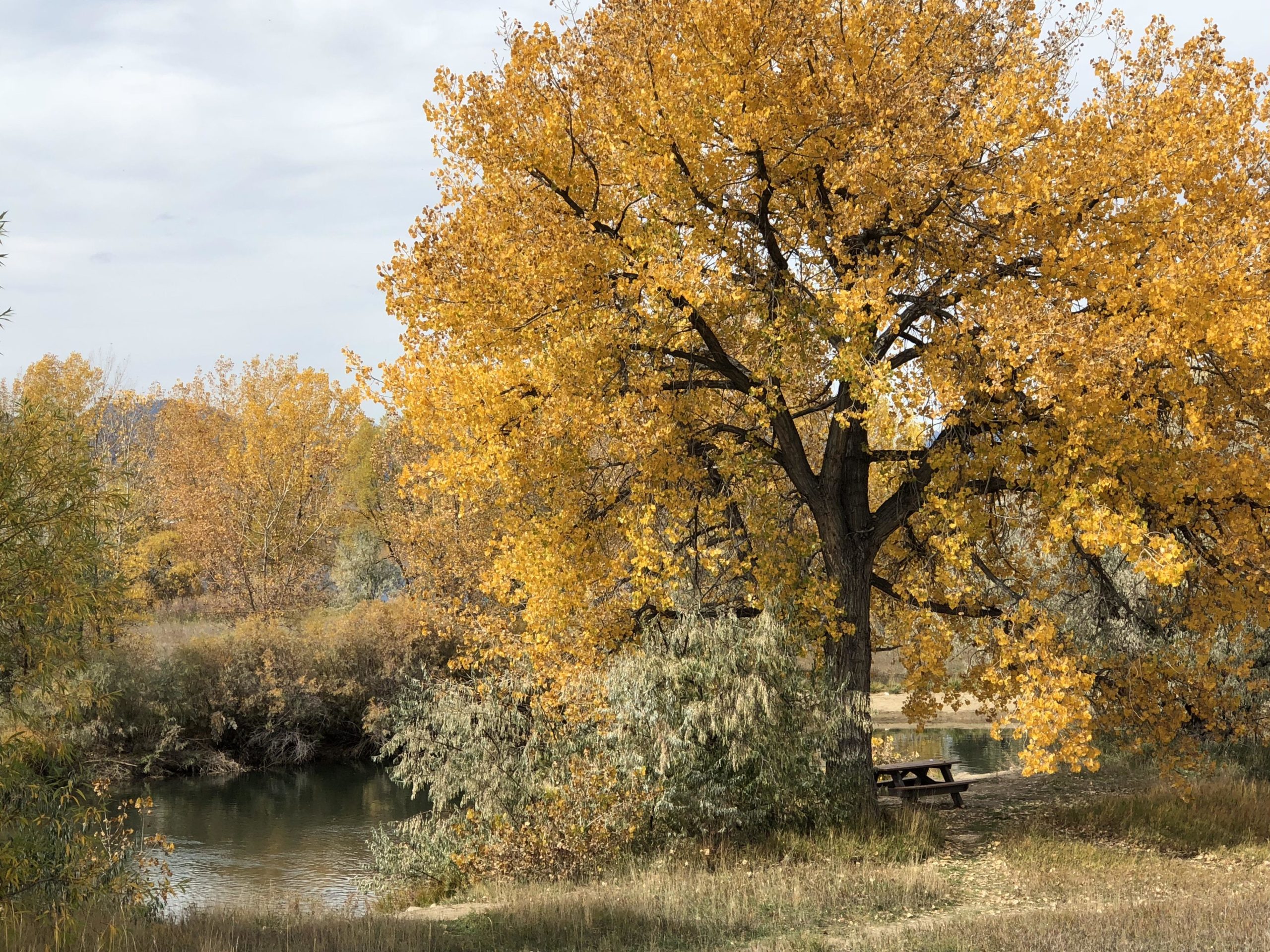 A serene landscape featuring a large tree with vibrant yellow foliage beside a calm river. In the foreground, a picnic table sits near the water, surrounded by lush greenery and scattered fallen leaves. The sky is lightly overcast, creating a peaceful autumn atmosphere. Standley Lake mountain bike trail.