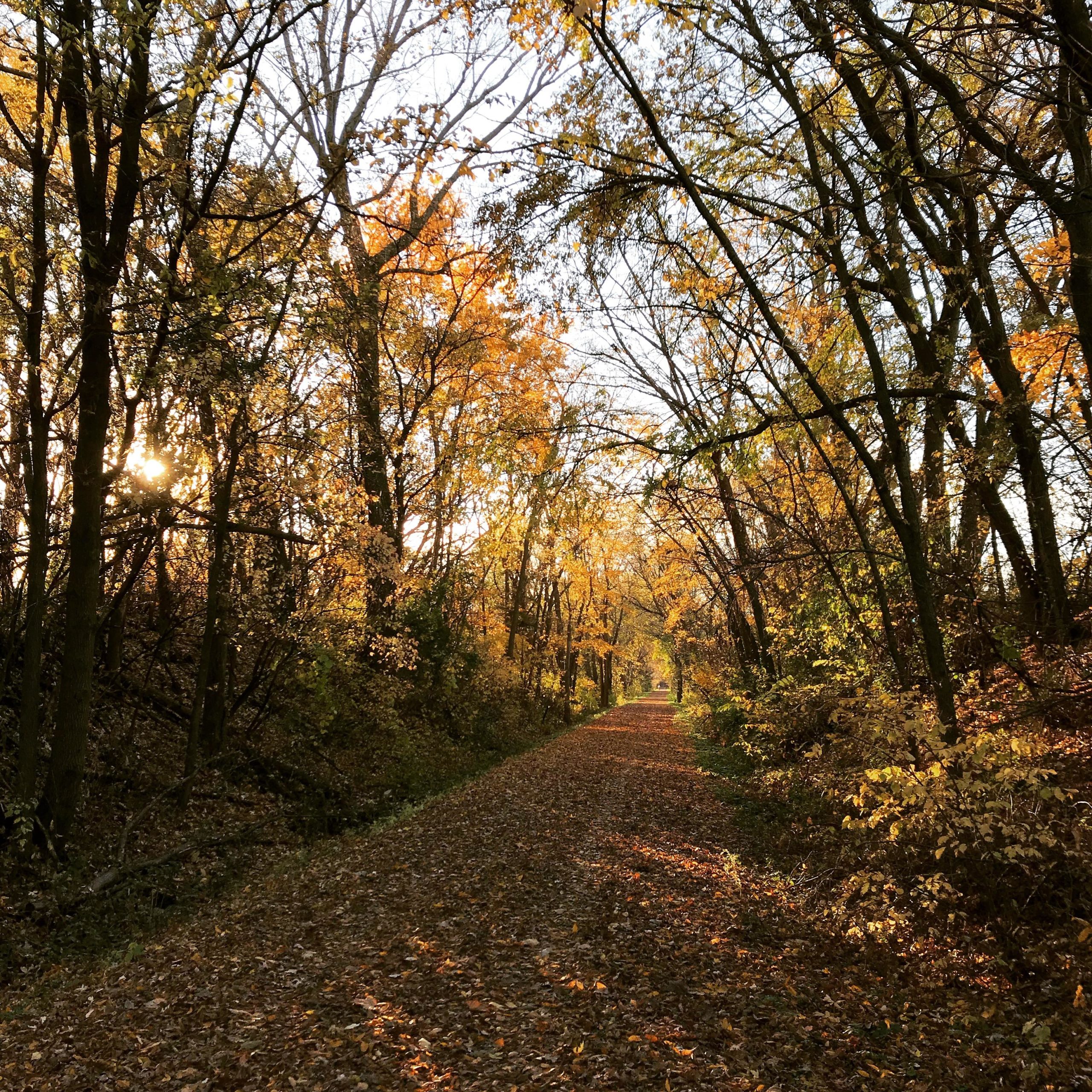 A tranquil path lined with trees displaying vibrant autumn foliage, with sunlight filtering through the branches. The ground is covered in fallen leaves, creating a picturesque scene of a quiet, wooded trail. Lucy Line mountain bike trail.