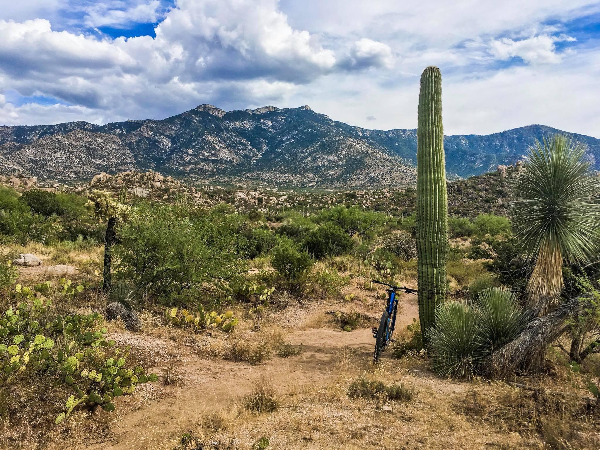 A scenic desert landscape featuring a tall cactus and various types of vegetation, including prickly pear and yucca plants. A mountain range rises in the background under a partly cloudy sky, while a blue bicycle leans against a cactus near a dirt path. 50-year Trail / Golder Ranch mountain bike trail.
