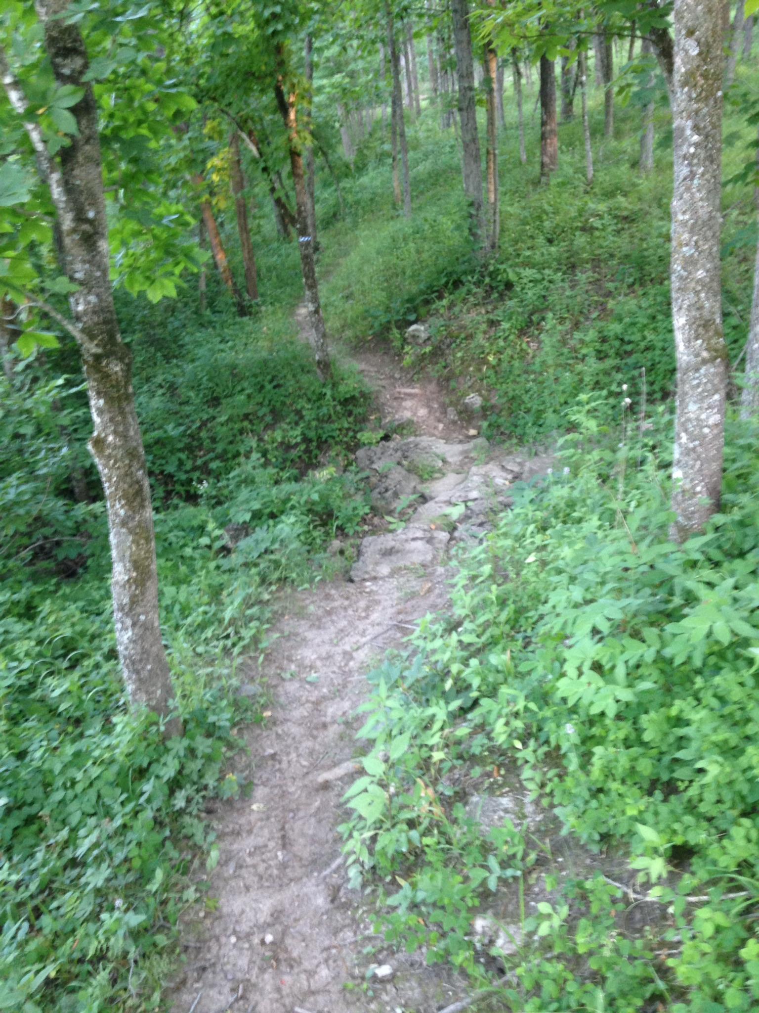 A narrow, winding dirt trail surrounded by lush greenery and trees in a forest setting. The path features rocky sections and is framed by various plants and shrubs, inviting exploration of the natural environment. Thousand Hills mountain bike trail.