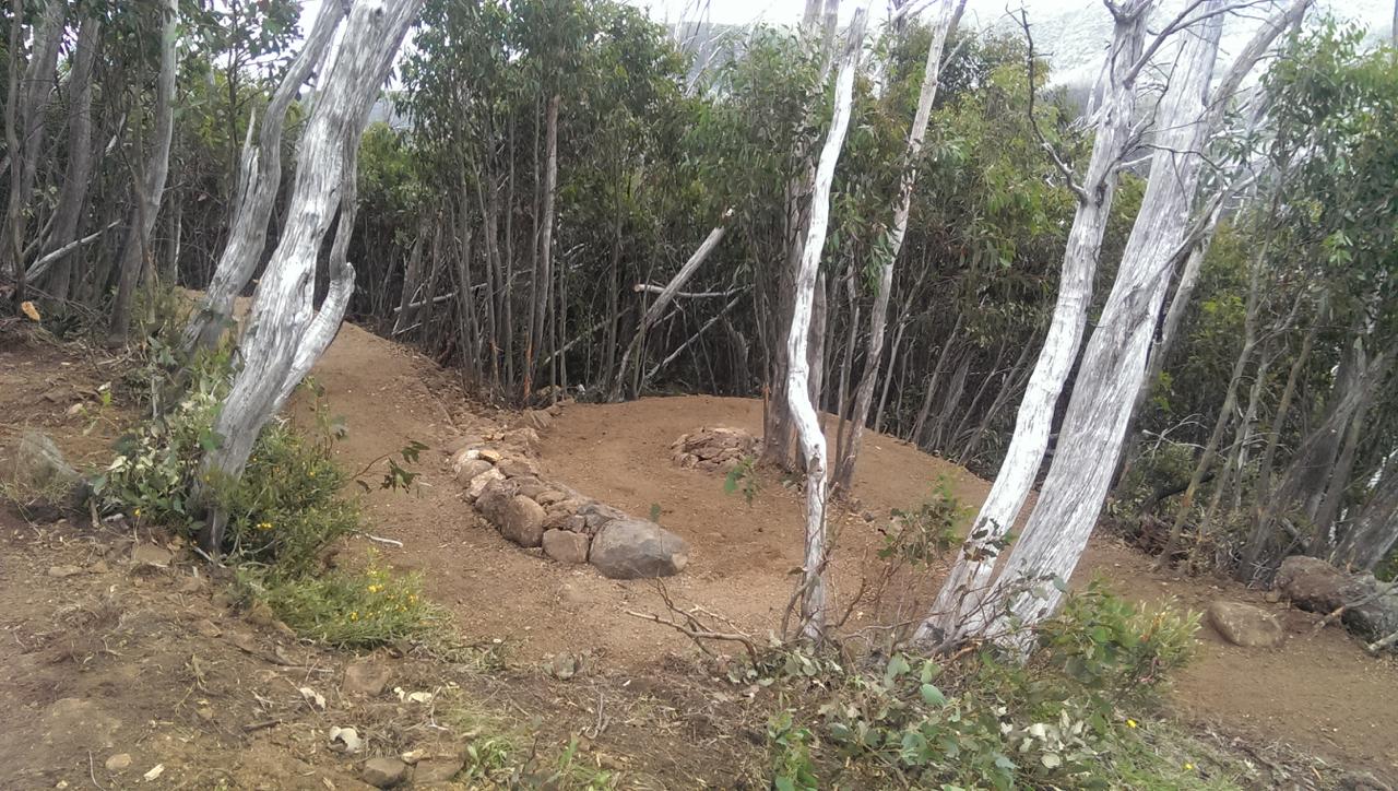 A narrow trail winding through a forest of slender white trees, with a cleared dirt area featuring a circular arrangement of stones. The scene is surrounded by greenery, including small plants and shrubs, indicating a natural habitat. Blackout mountain bike trail.