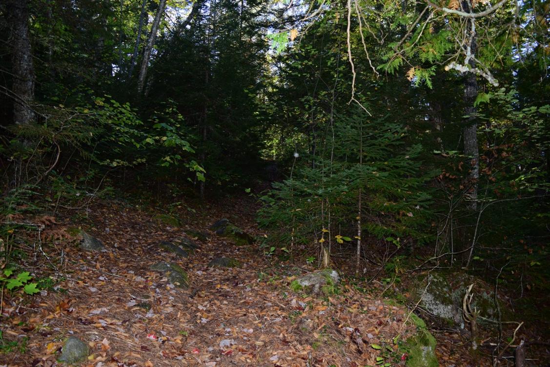 A narrow path winding through a dense forest, with rocky ground and scattered autumn leaves, surrounded by tall trees and greenery. Gooley Club Trail to the Confluence mountain bike trail.