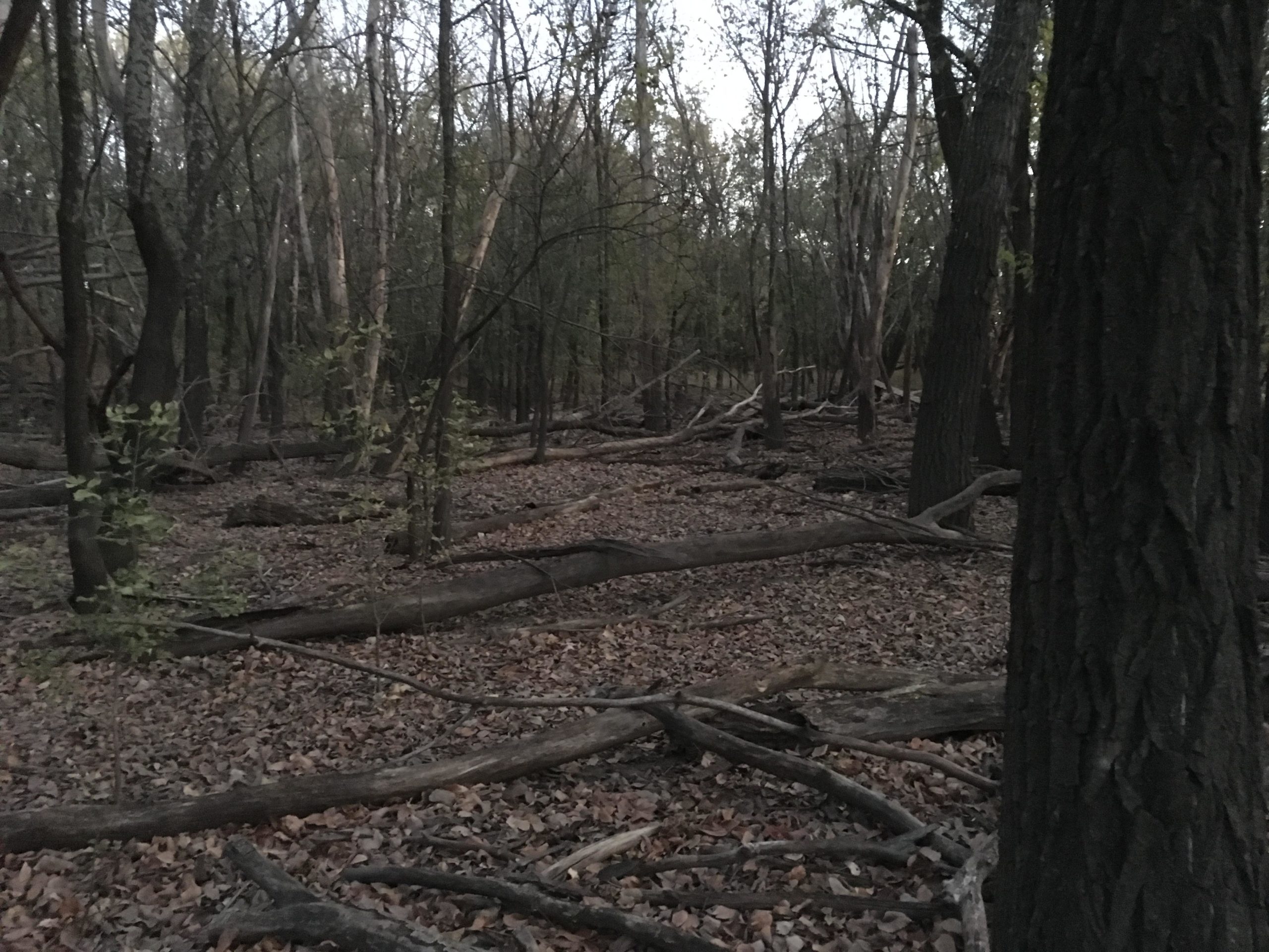 A dimly lit forest scene, showing tall trees with sparse leaves and fallen logs scattered on the ground. The forest floor is covered with dry leaves, and the atmosphere appears quiet and tranquil, suggesting a late afternoon or early evening setting. ESU Trail mountain bike trail.