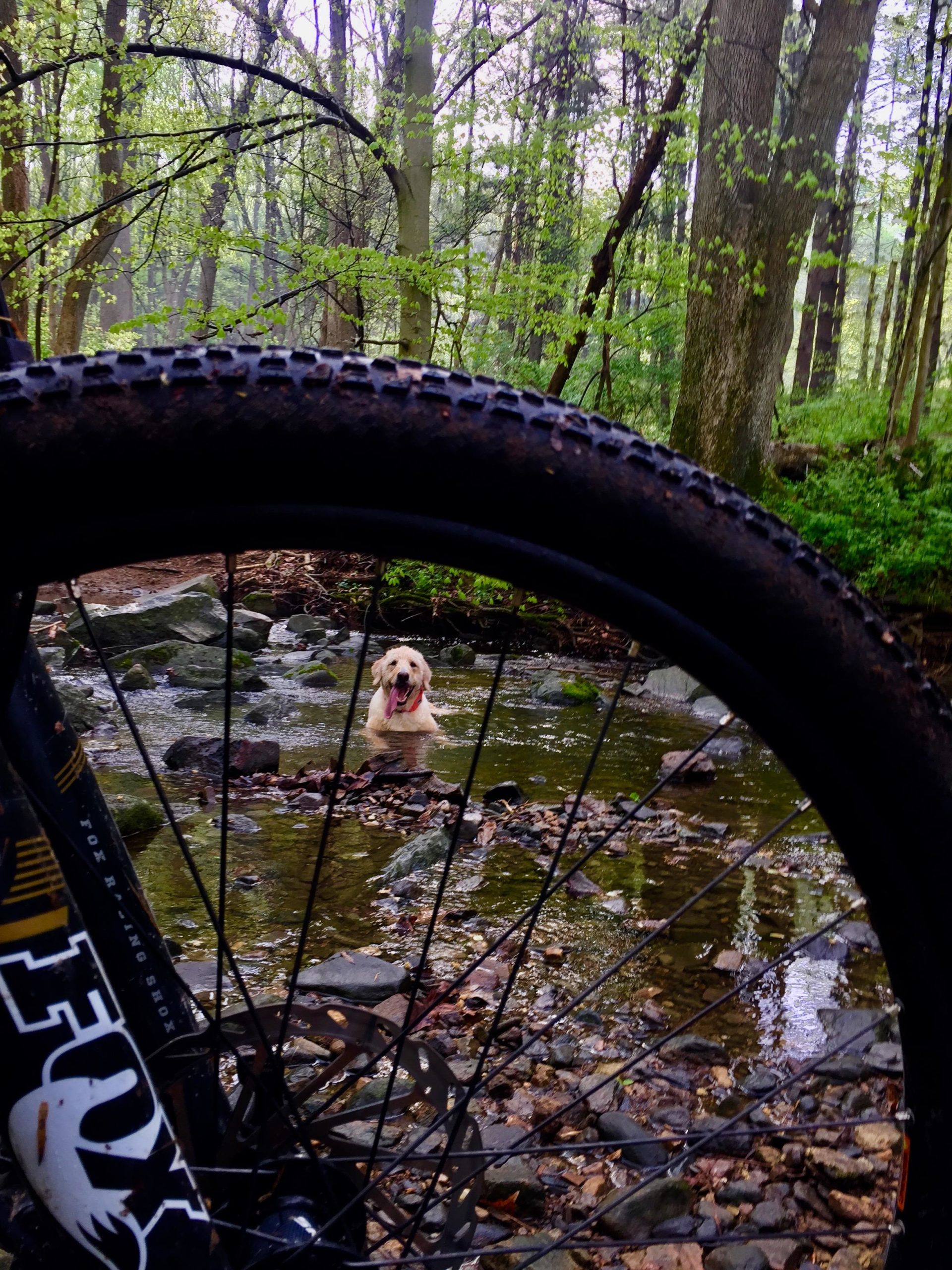 A close-up view of a mountain bike tire in the foreground, with a dog playing in a shallow stream in a lush, green forest background. The scene captures the natural beauty of the outdoors on a misty day, with trees budding with leaves. Brandywine State Park mountain bike trail.