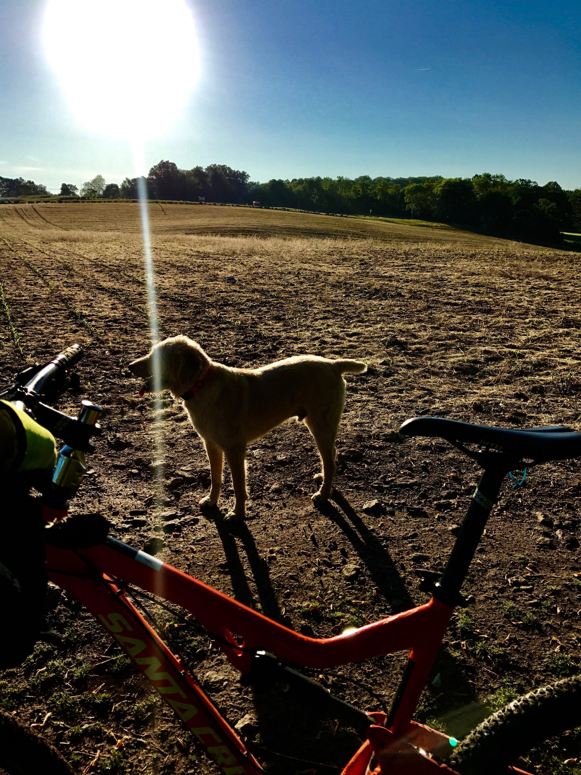 A golden retriever standing in a field with a bright sun overhead, alongside a mountain bike in the foreground. The landscape features an open field with some trees in the background and a clear blue sky. Brandywine State Park mountain bike trail.