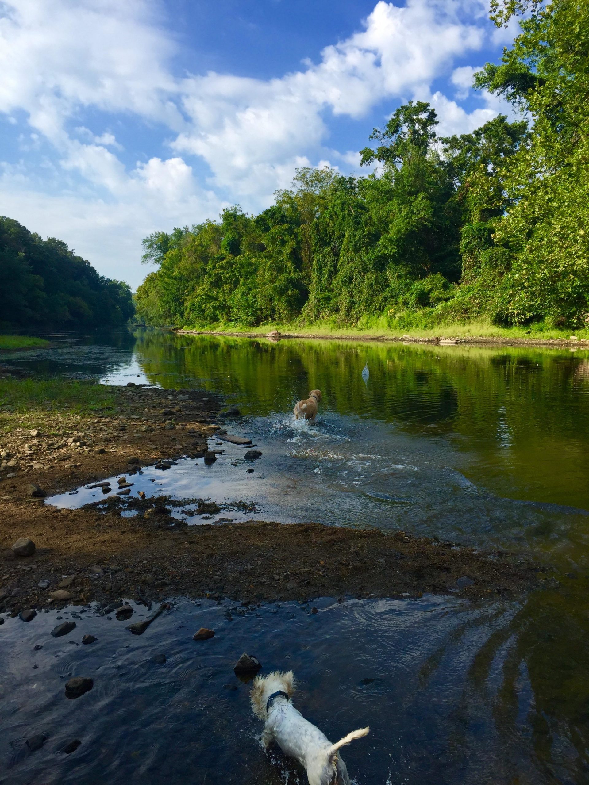 Two dogs play in a calm river surrounded by lush green trees and a clear blue sky, with fluffy white clouds. One dog is splashing through the water, while the other runs along the bank. The scene captures a peaceful natural environment. Brandywine State Park mountain bike trail.