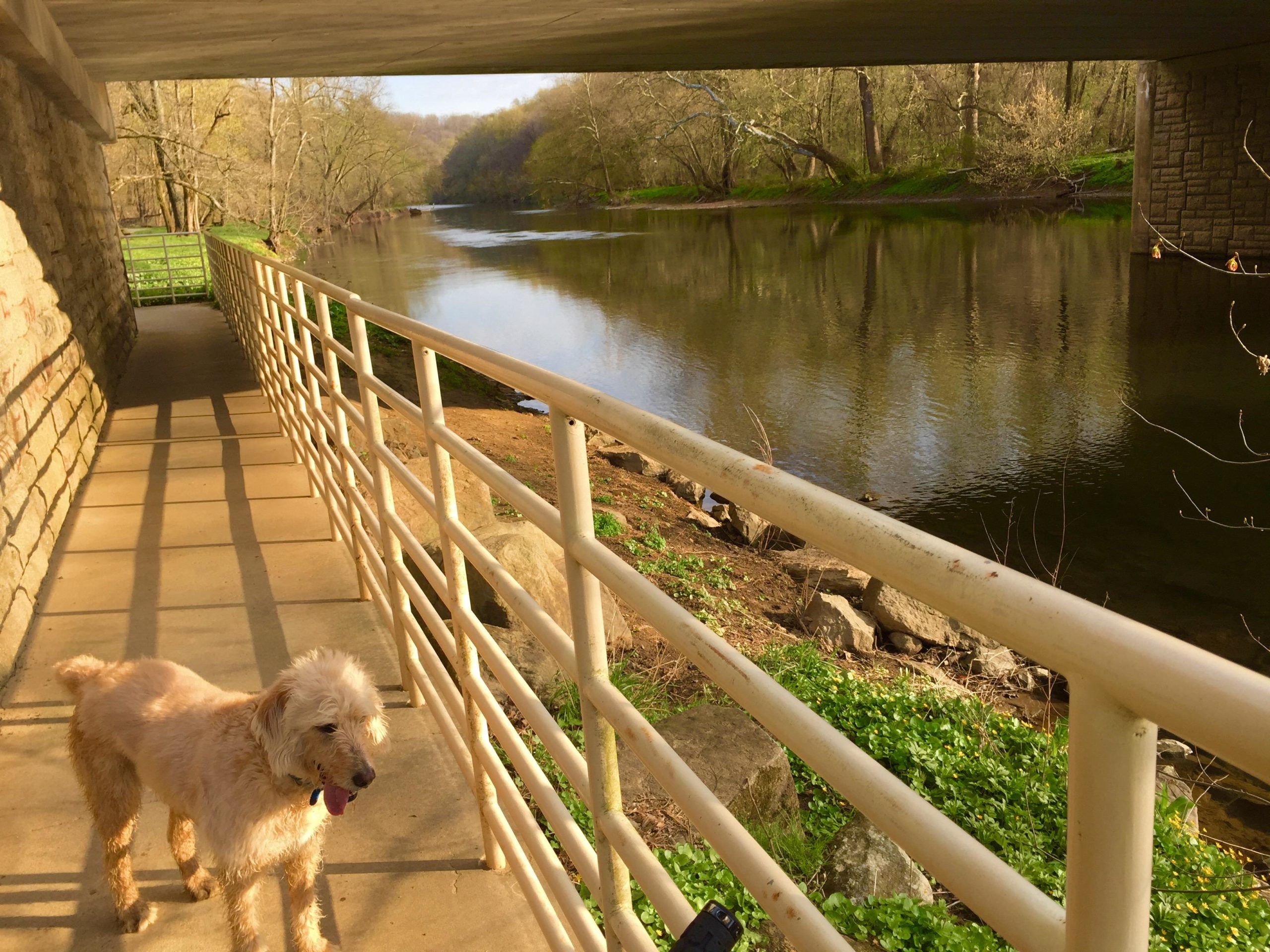 A golden-colored dog standing on a paved walkway beside a calm river. The scene is framed by a railing and features lush greenery along the water's edge. Sunlight casts soft shadows on the ground, and trees can be seen in the background, reflecting off the river's surface. Brandywine State Park mountain bike trail.