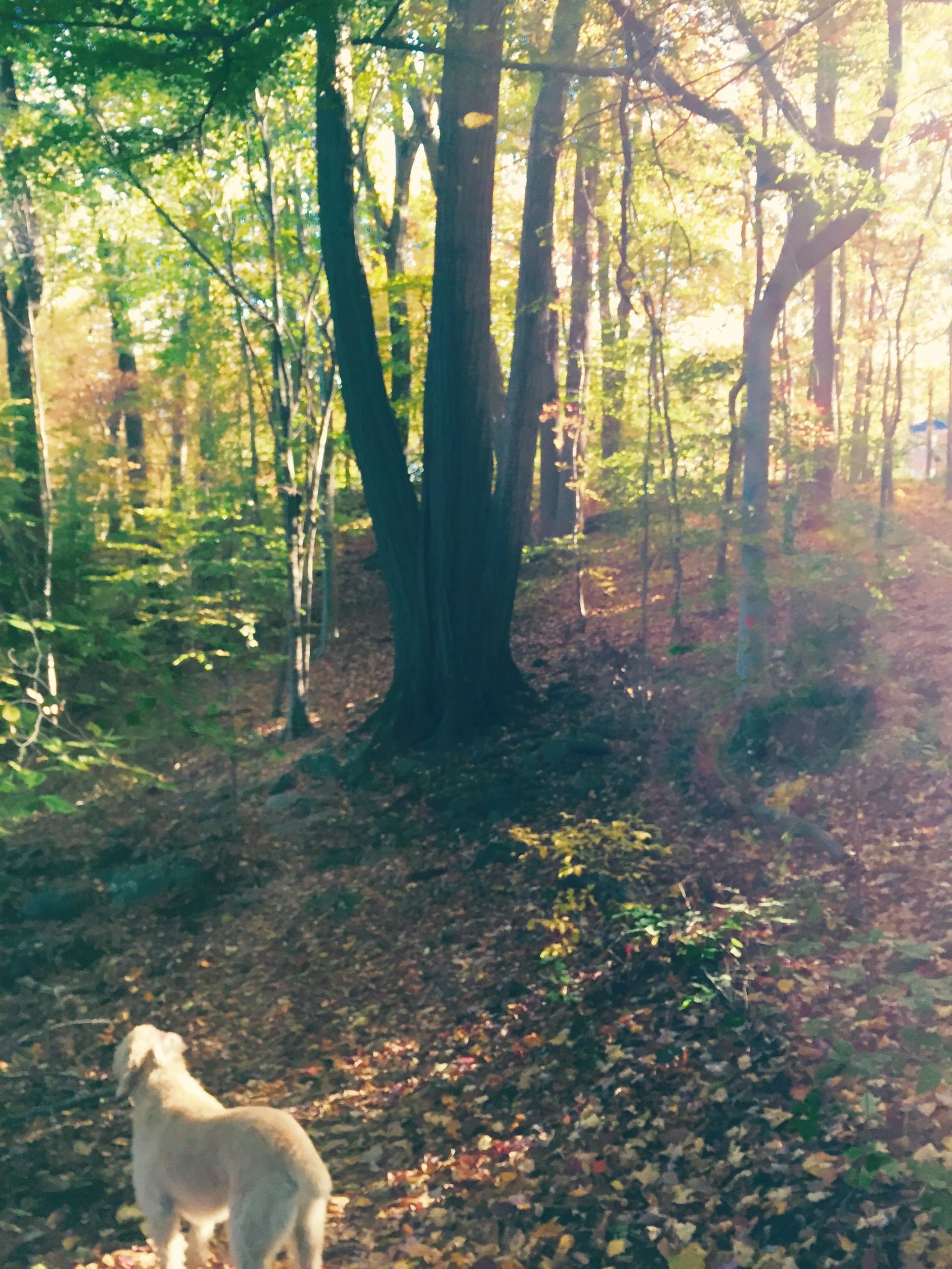 A golden retriever walking on a leaf-covered forest path surrounded by tall trees with colorful autumn foliage and sunlight filtering through the leaves. Brandywine State Park mountain bike trail.