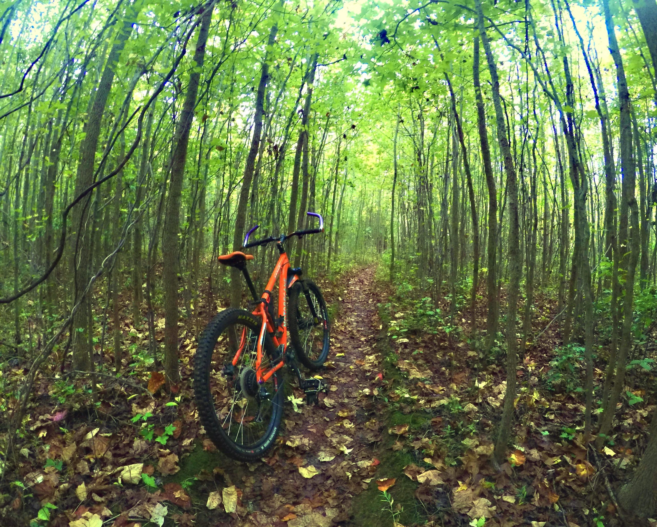 An orange mountain bike leaning against a tree on a winding forest trail, surrounded by tall green trees and a carpet of fallen leaves. Mercer County Park mountain bike trail.