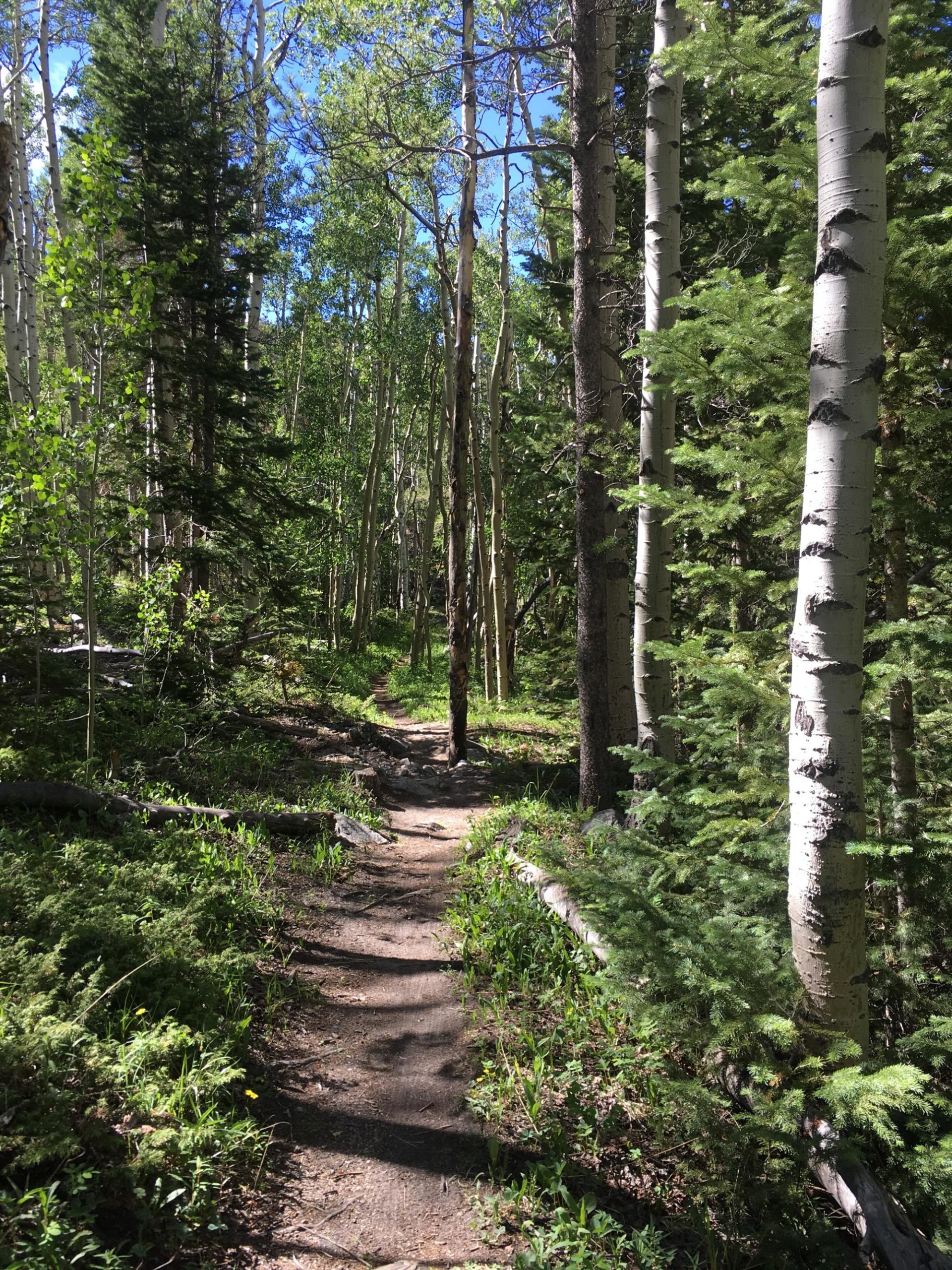 A narrow dirt path winding through a lush forest, surrounded by tall green trees, including aspen and evergreens, under a clear blue sky. Sunlight filters through the leaves, casting dappled shadows on the ground. Colorado Trail: Mount Princeton to Avalanche Trailhead / Collegiate Peaks Wilderness mountain bike trail.