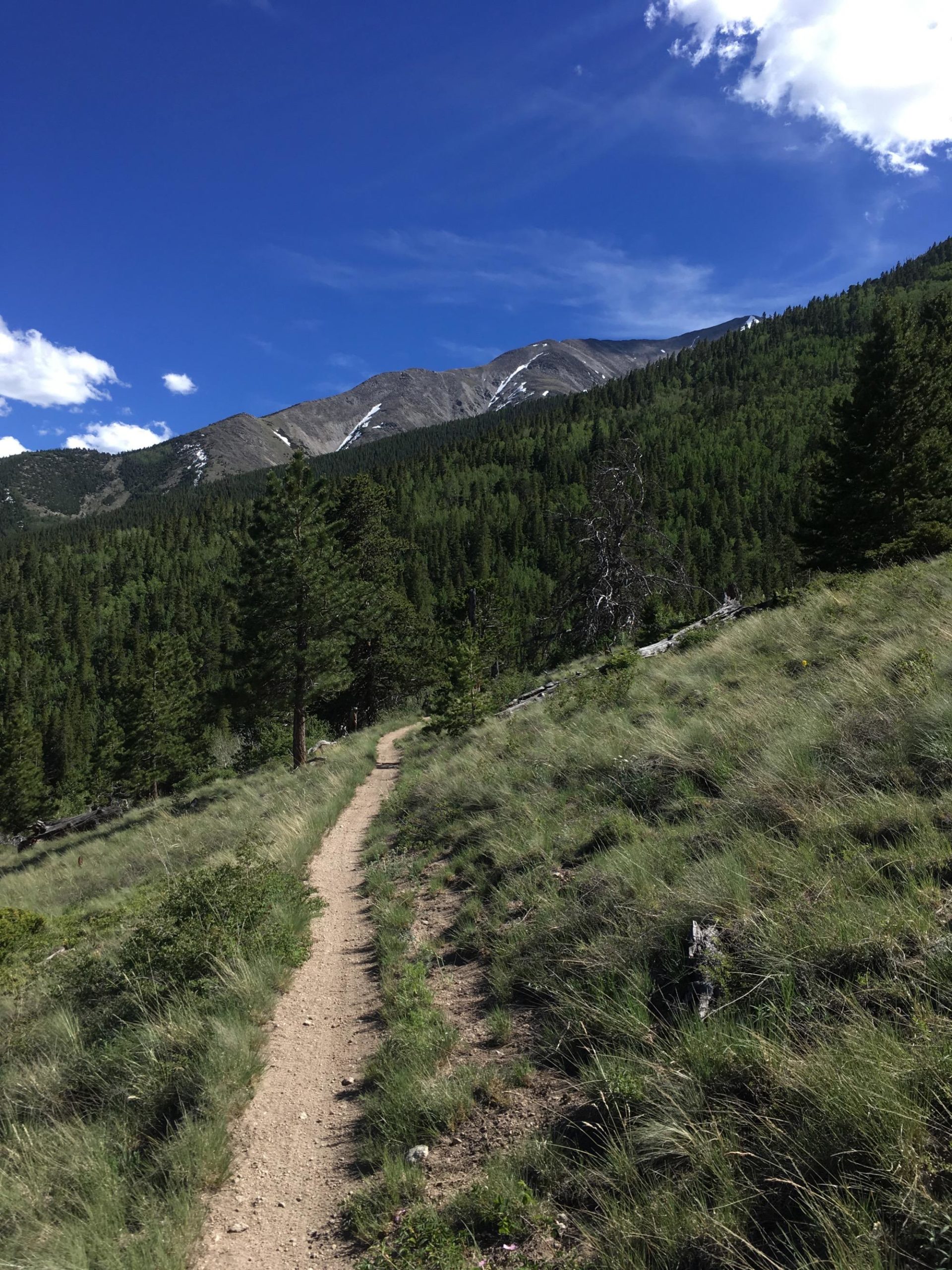 A dirt hiking trail winds through lush green grass and shrubs, leading towards a majestic mountain range under a bright blue sky with scattered clouds.  Colorado Trail: Mount Princeton to Avalanche Trailhead / Collegiate Peaks Wilderness mountain bike trail.