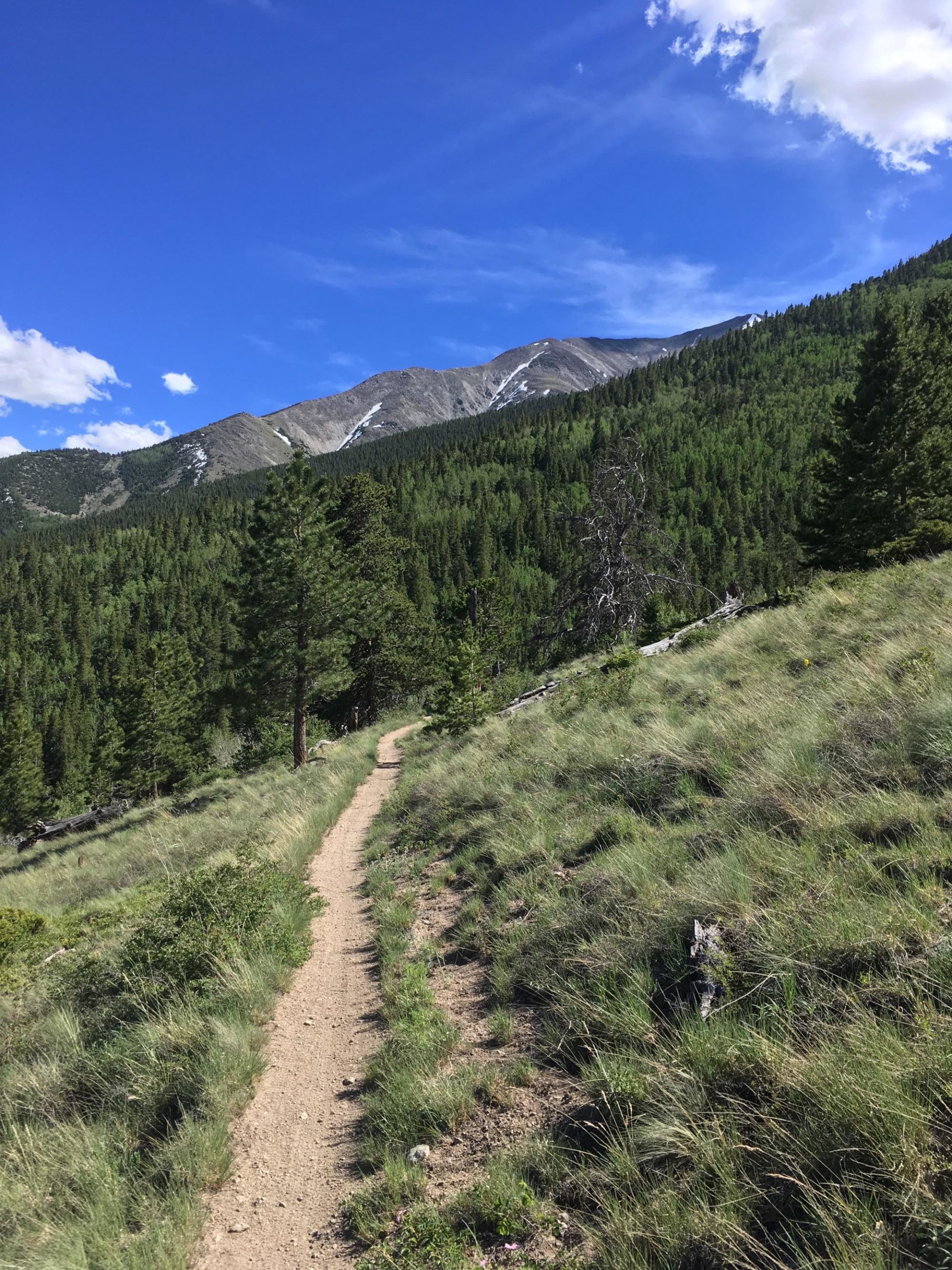 A winding dirt hiking trail leads through lush green grass and scattered trees, set against a backdrop of mountains under a bright blue sky with a few fluffy clouds. Colorado Trail: Mount Princeton to Avalanche Trailhead / Collegiate Peaks Wilderness mountain bike trail.