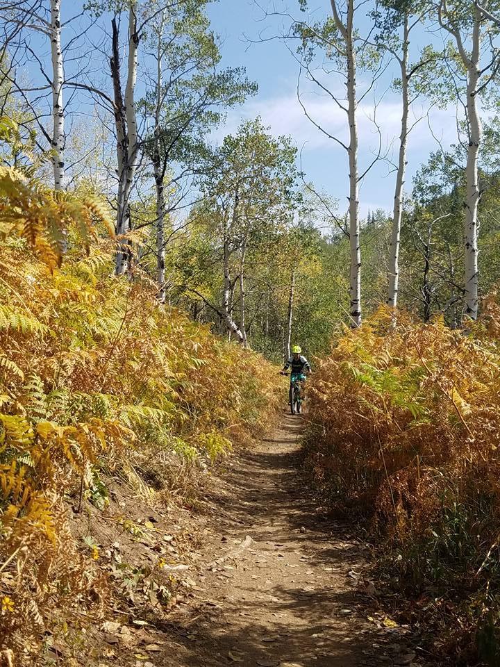 A cyclist riding along a narrow dirt trail surrounded by greenery and autumn-colored ferns, with tall white birch trees lining the path under a blue sky. Flash of Gold mountain bike trail.