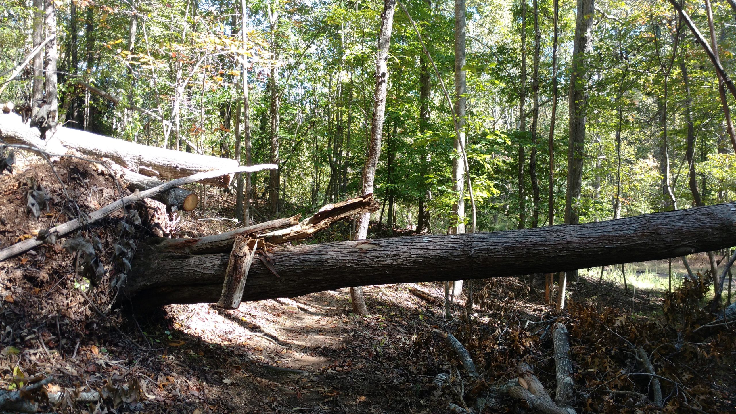 A fallen tree lies across a dirt path in a wooded area, surrounded by green foliage and smaller plants. Sunlight filters through the trees, highlighting the rough texture of the bark and the scattered leaves on the ground. Chicopee Woods mountain bike trail.