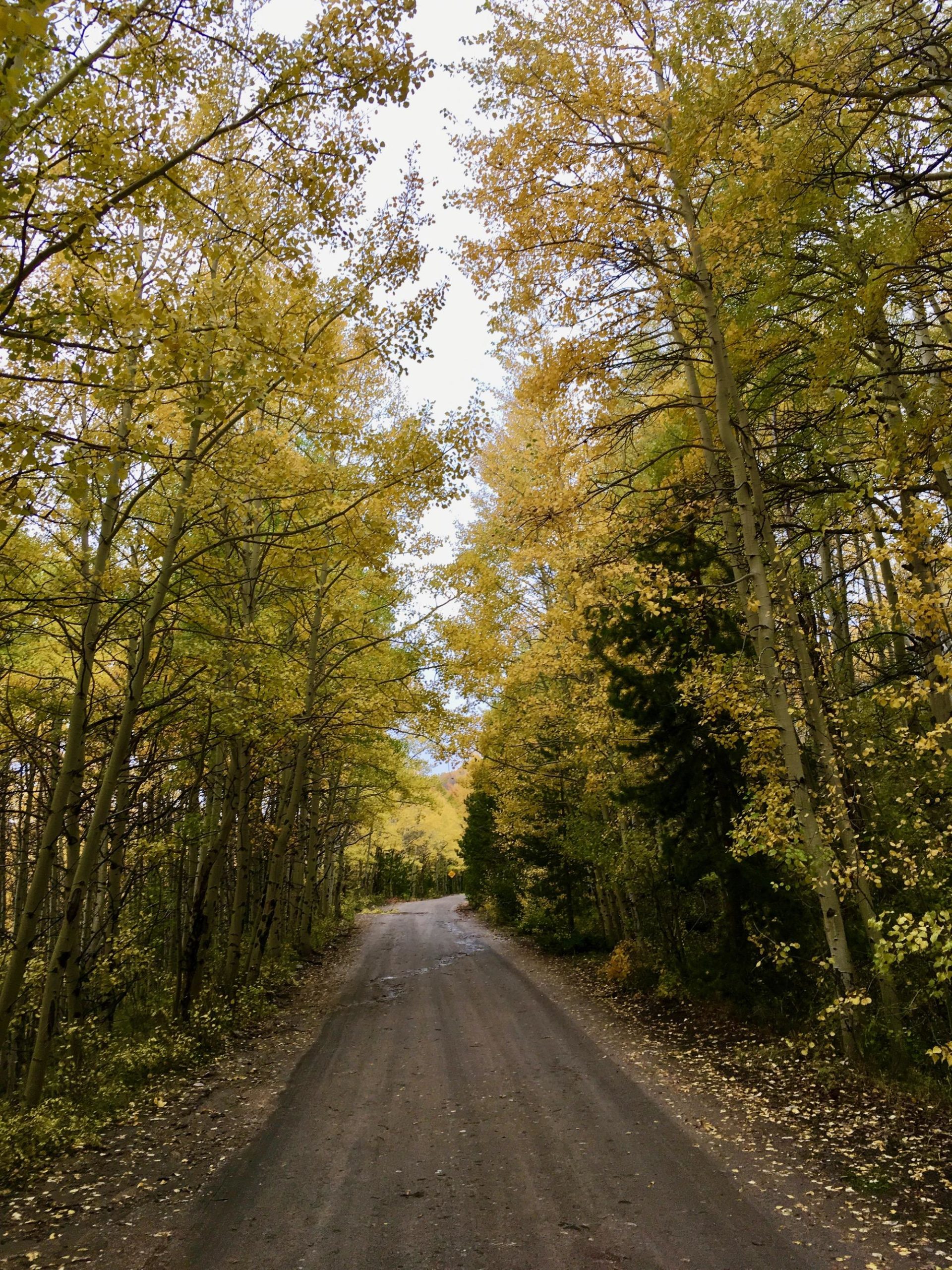 A narrow dirt road lined with tall trees displaying vibrant yellow leaves, creating a picturesque autumn scene. The road leads through a forest with occasional patches of greenery and fallen leaves scattered along the ground.  Marshall Pass Road / #200 / #203 / #243 mountain bike trail.