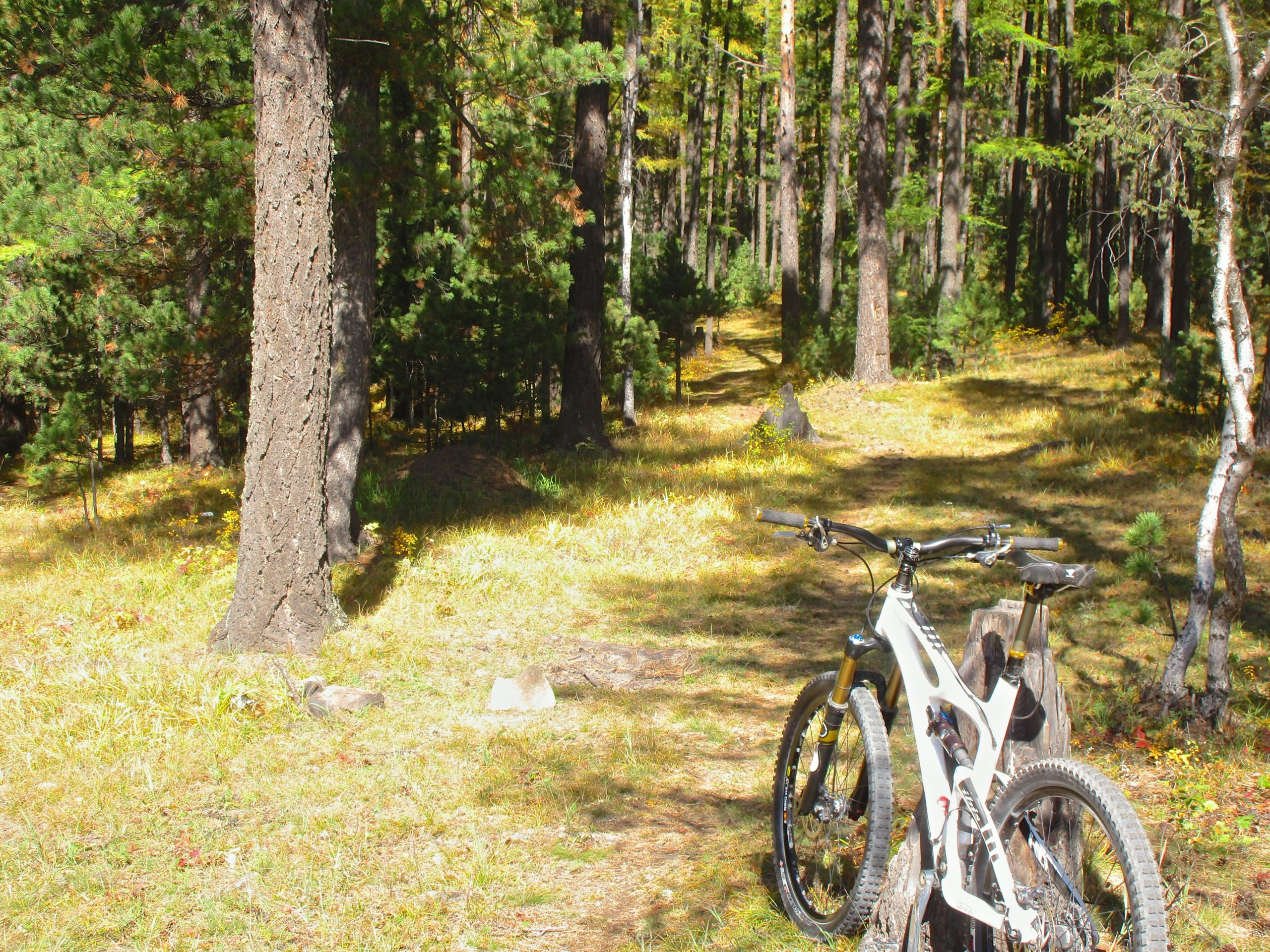 A mountain bike resting against a tree stump on a sunny trail surrounded by tall trees and grassy undergrowth in a forested area. Chengeltei Mountain North mountain bike trail.