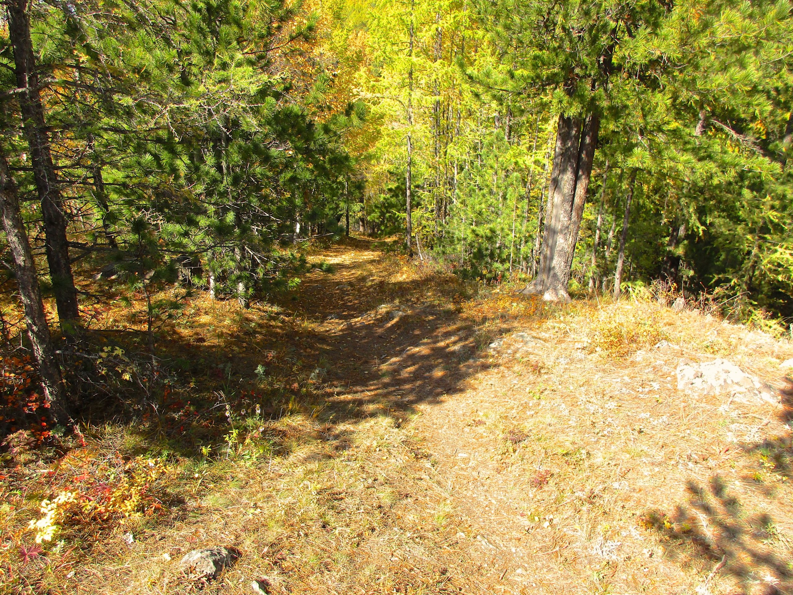 A narrow, winding trail through a lush forest, surrounded by tall green trees and scattered autumn foliage. Sunlight filters through the leaves, casting dappled shadows on the path. The ground is covered with fallen leaves and patches of grass, enhancing the peaceful, natural setting. Chengeltei Mountain North mountain bike trail.