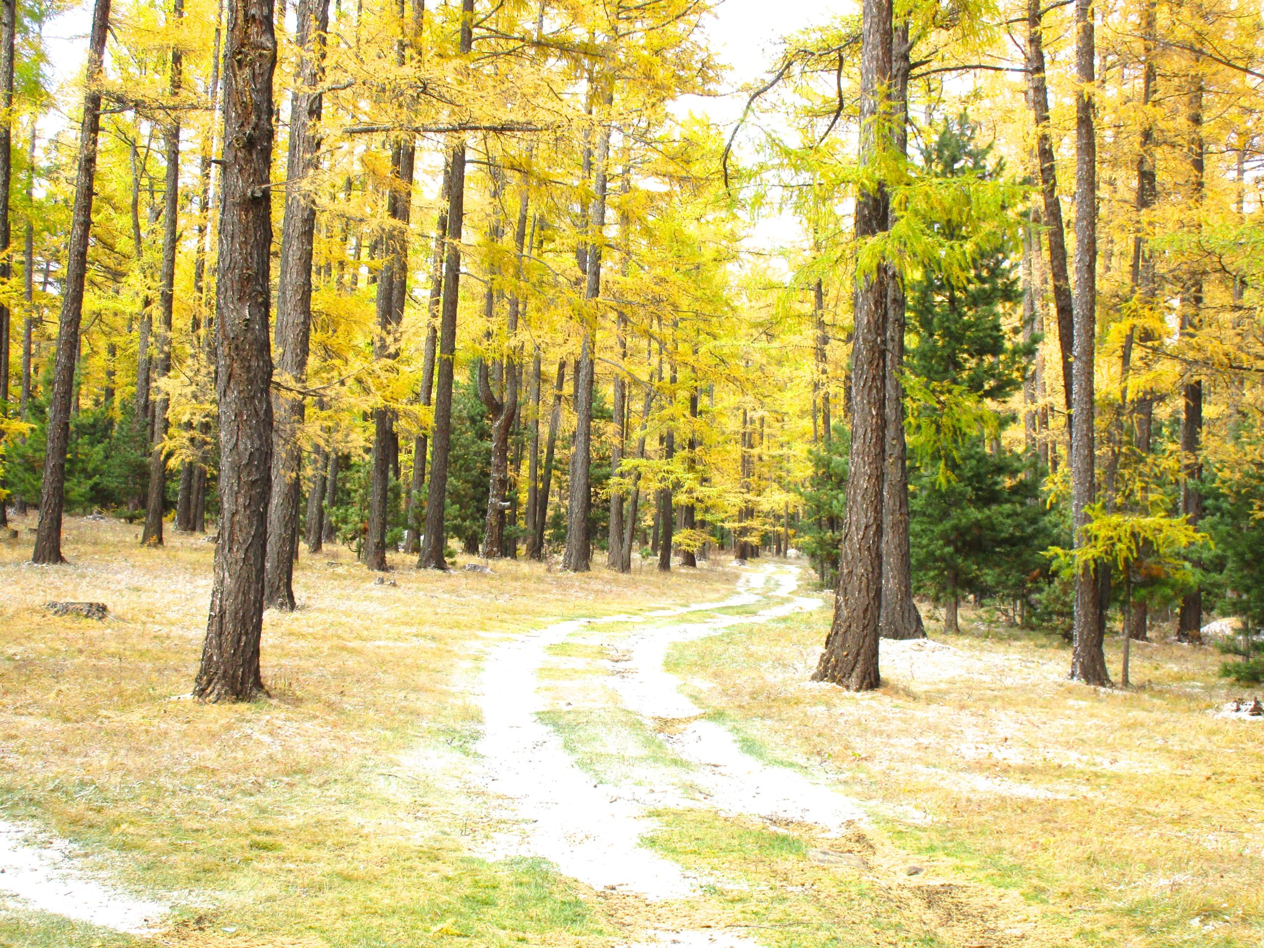 A winding dirt path meanders through a forest of tall trees with vibrant yellow foliage, suggesting the peak of autumn. The ground is covered with dry grass and patches of snow, indicating a transition into colder weather. The scene captures a serene and tranquil atmosphere in a natural setting. Chengeltei Mountain North mountain bike trail.