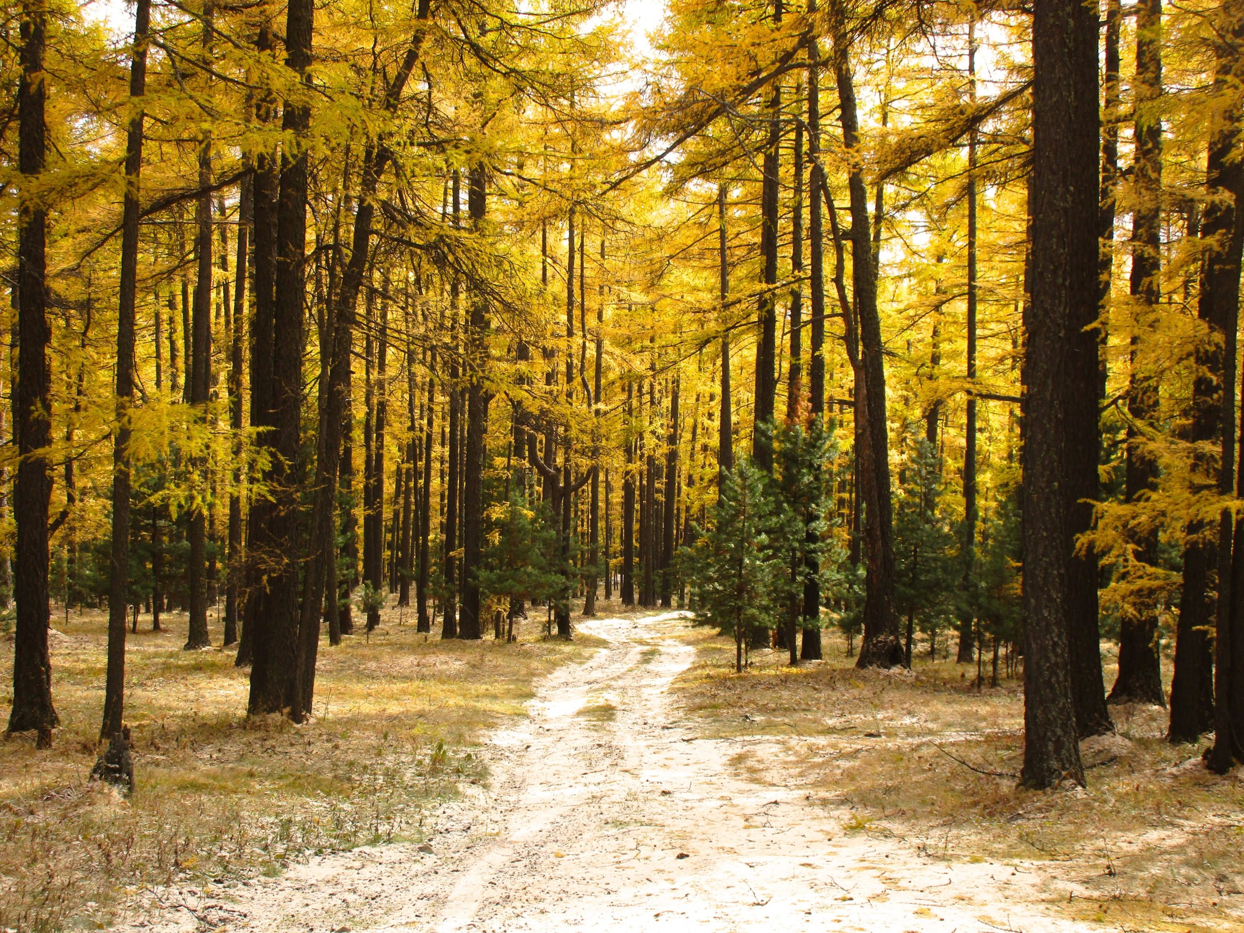 A picturesque forest scene featuring tall trees with vibrant yellow foliage amidst a winding dirt path. Soft sunlight filters through the branches, creating a warm and inviting atmosphere in the autumn landscape. Chengeltei Mountain North mountain bike trail.