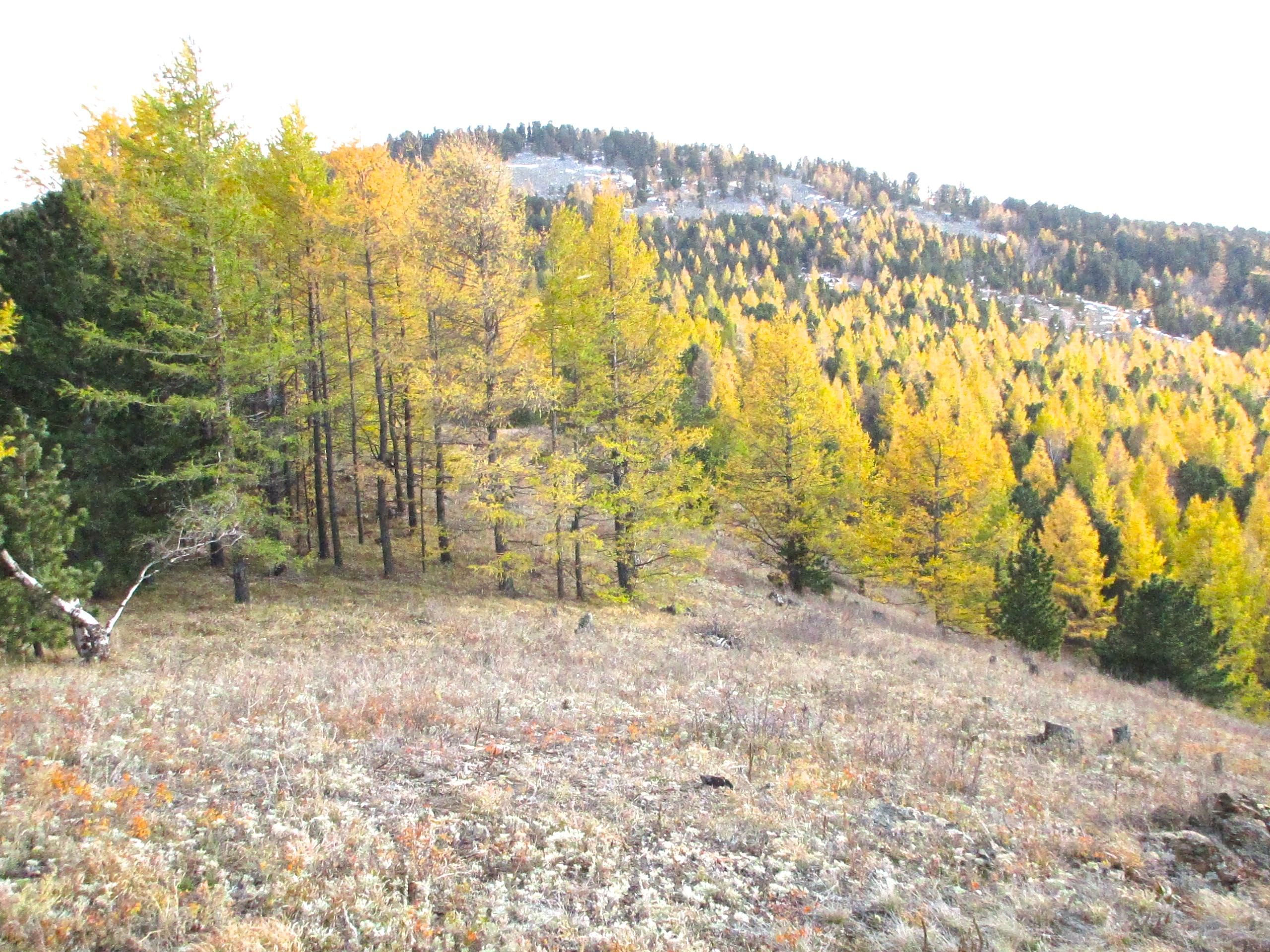A scenic view of a hillside covered with dense, vibrant trees, showcasing autumn colors. The foreground features a mix of yellow and green trees, while the background displays a hillside blanketed in yellow foliage against a pale sky. The grassy area below is dotted with small plants and rocks, creating a natural landscape. Chengeltei Mountain North mountain bike trail.