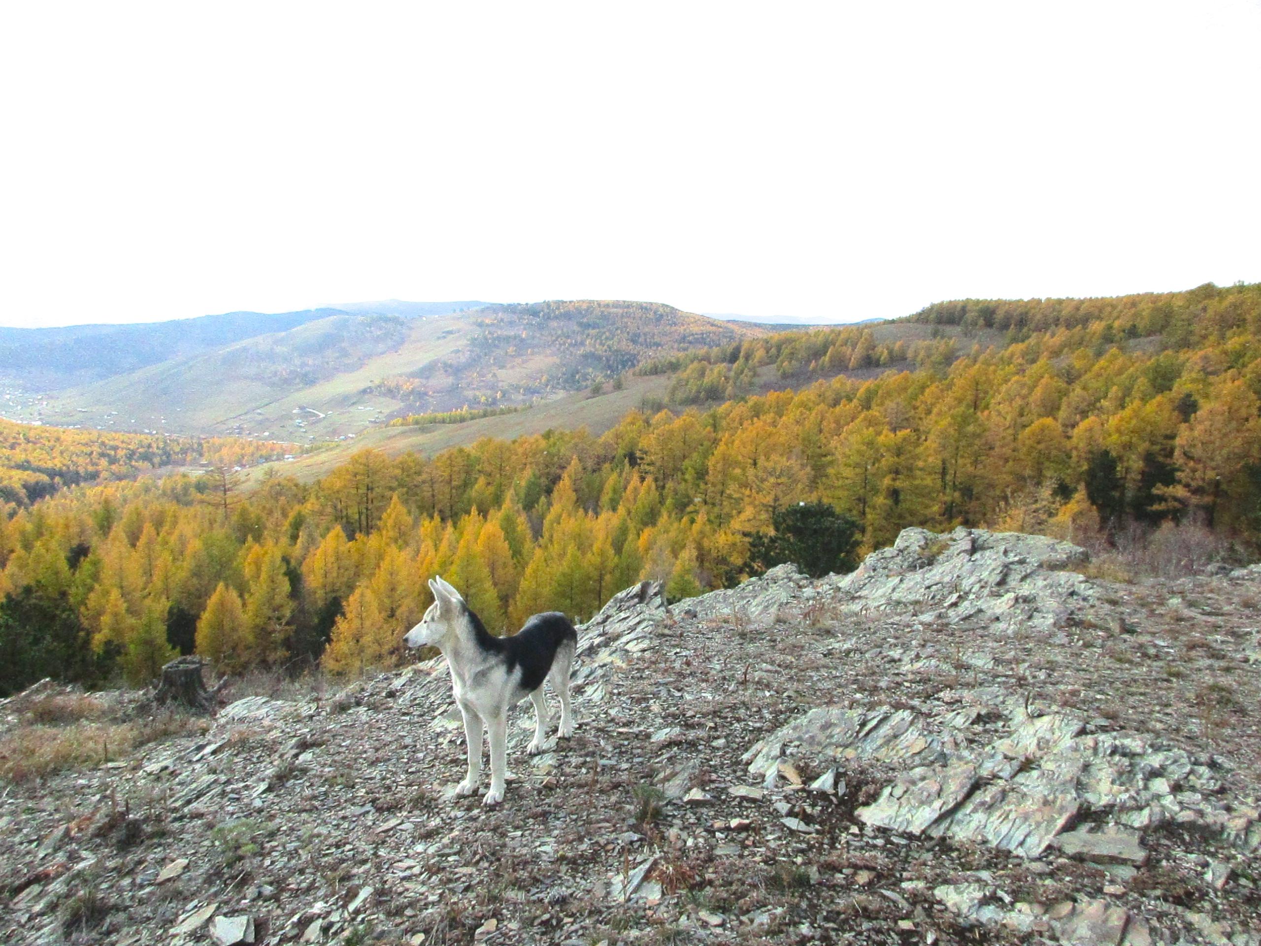 A dog stands on a rocky outcrop overlooking a vast landscape of rolling hills and golden autumn foliage. The scene captures the expansive view of a forested valley under a clear sky. Chengeltei Mountain North mountain bike trail.