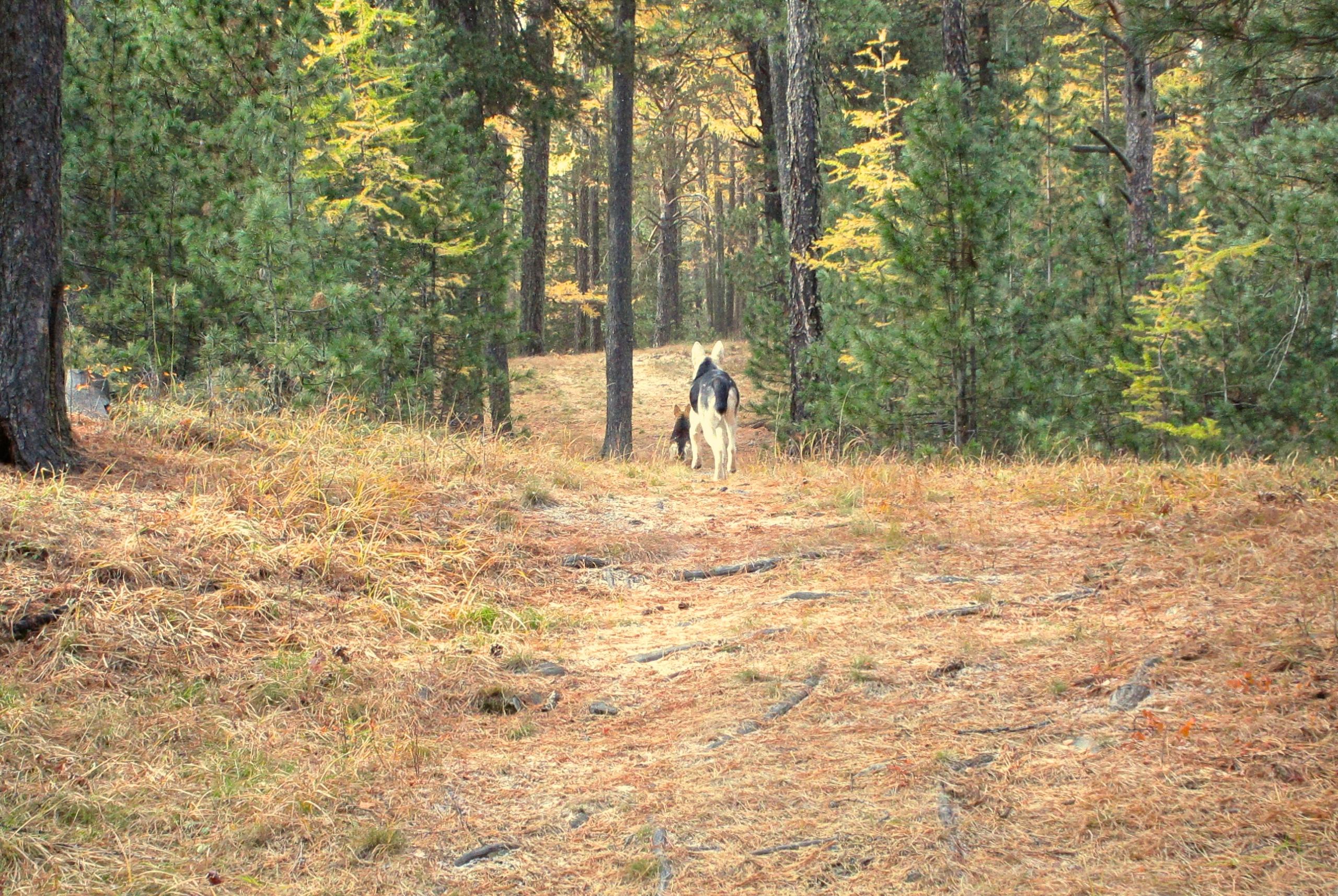 A dog walking along a dirt path through a forest, surrounded by dense trees and autumn foliage. The scene captures the tranquility of nature with grass and fallen leaves on the ground. Chengeltei Mountain North mountain bike trail.