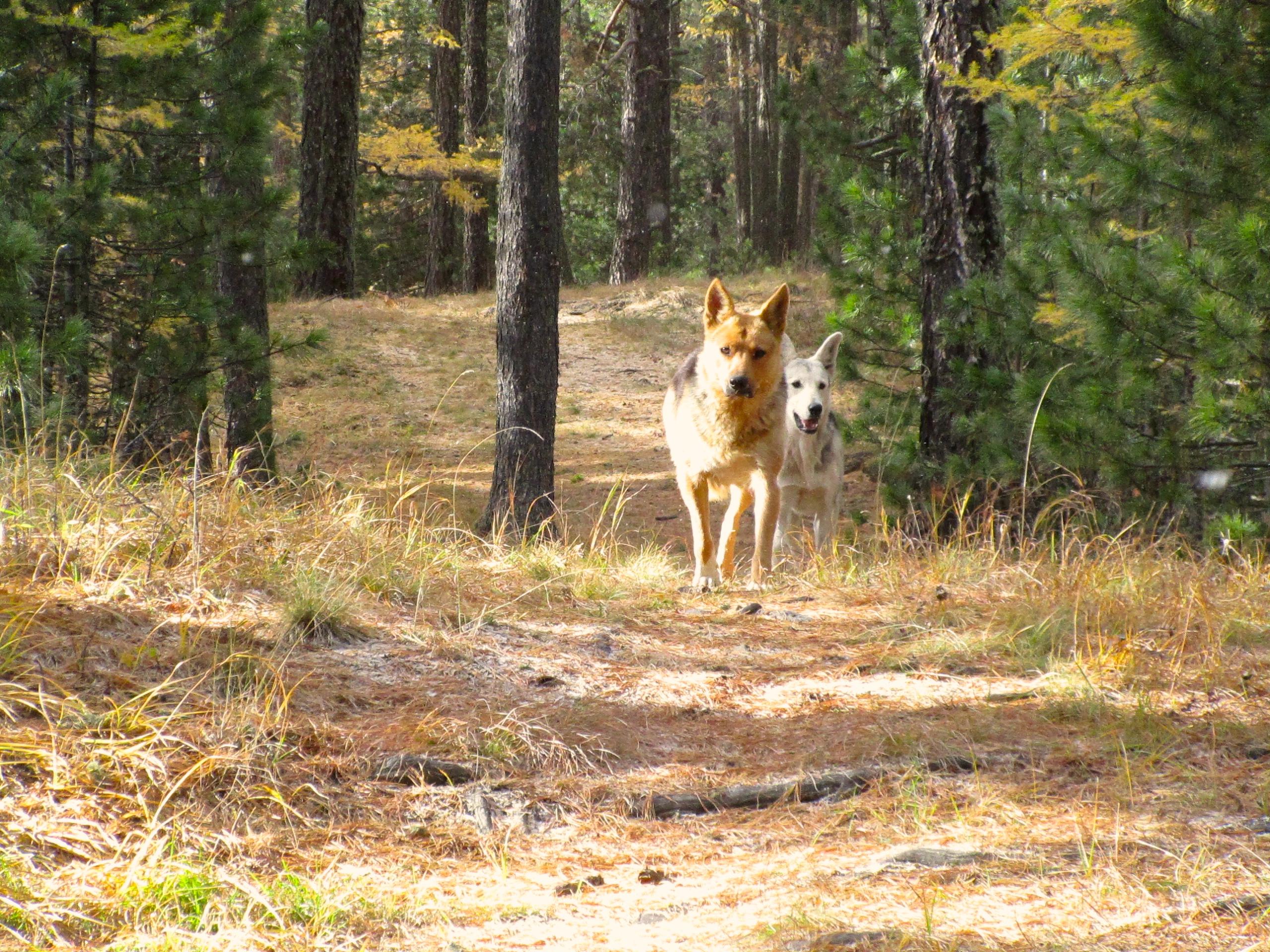 Two dogs walking along a forest trail, surrounded by tall trees and autumn foliage. The dog in the foreground is brown with darker markings, while the one behind is light-colored. The ground is covered with dry grass and fallen pine needles. Chengeltei Mountain North mountain bike trail.