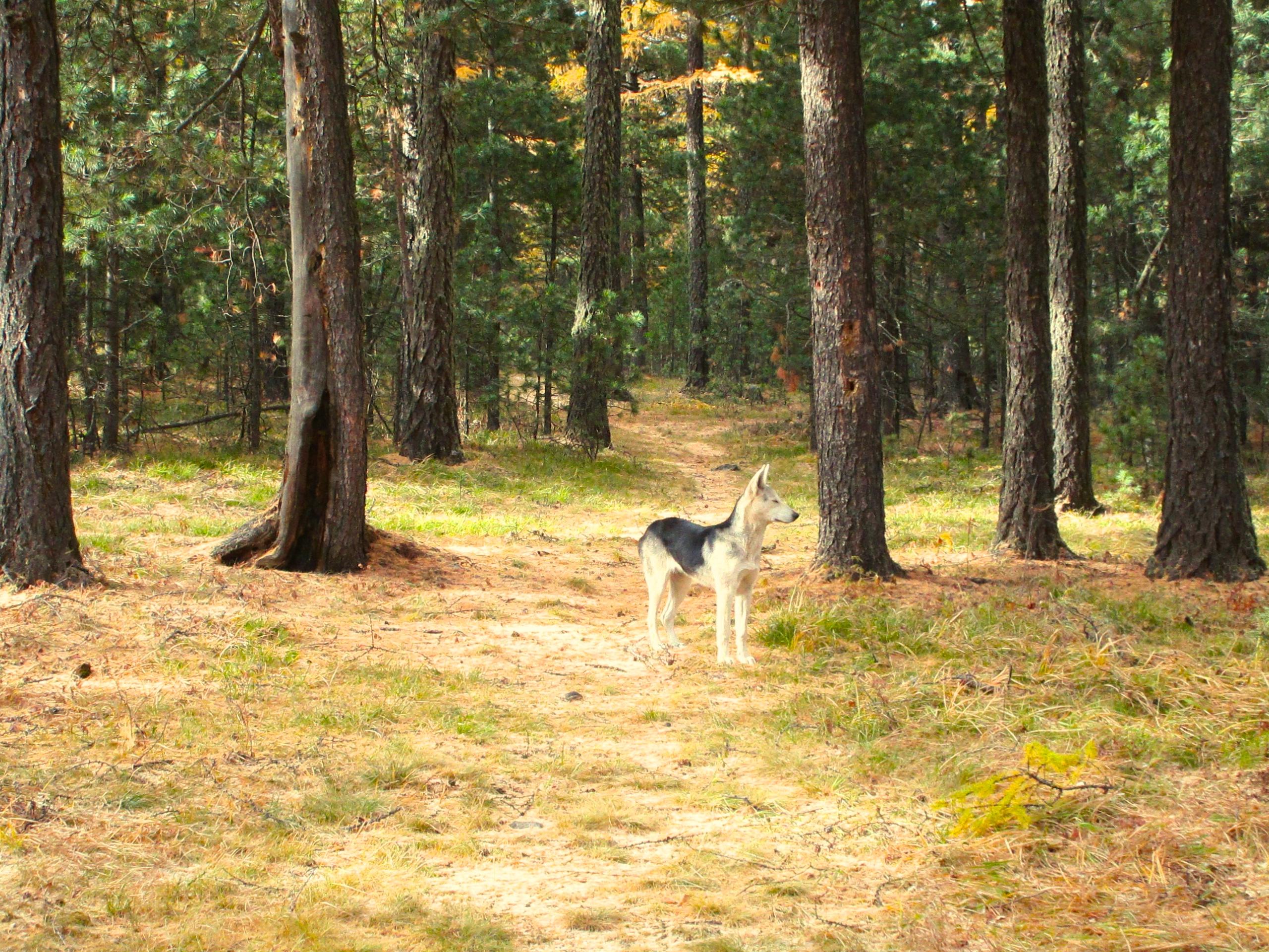 A dog standing on a dirt path in a forest, surrounded by tall trees and autumn foliage. The scene captures a serene moment in nature, with grass and pine needles scattered on the ground. Chengeltei Mountain North mountain bike trail.