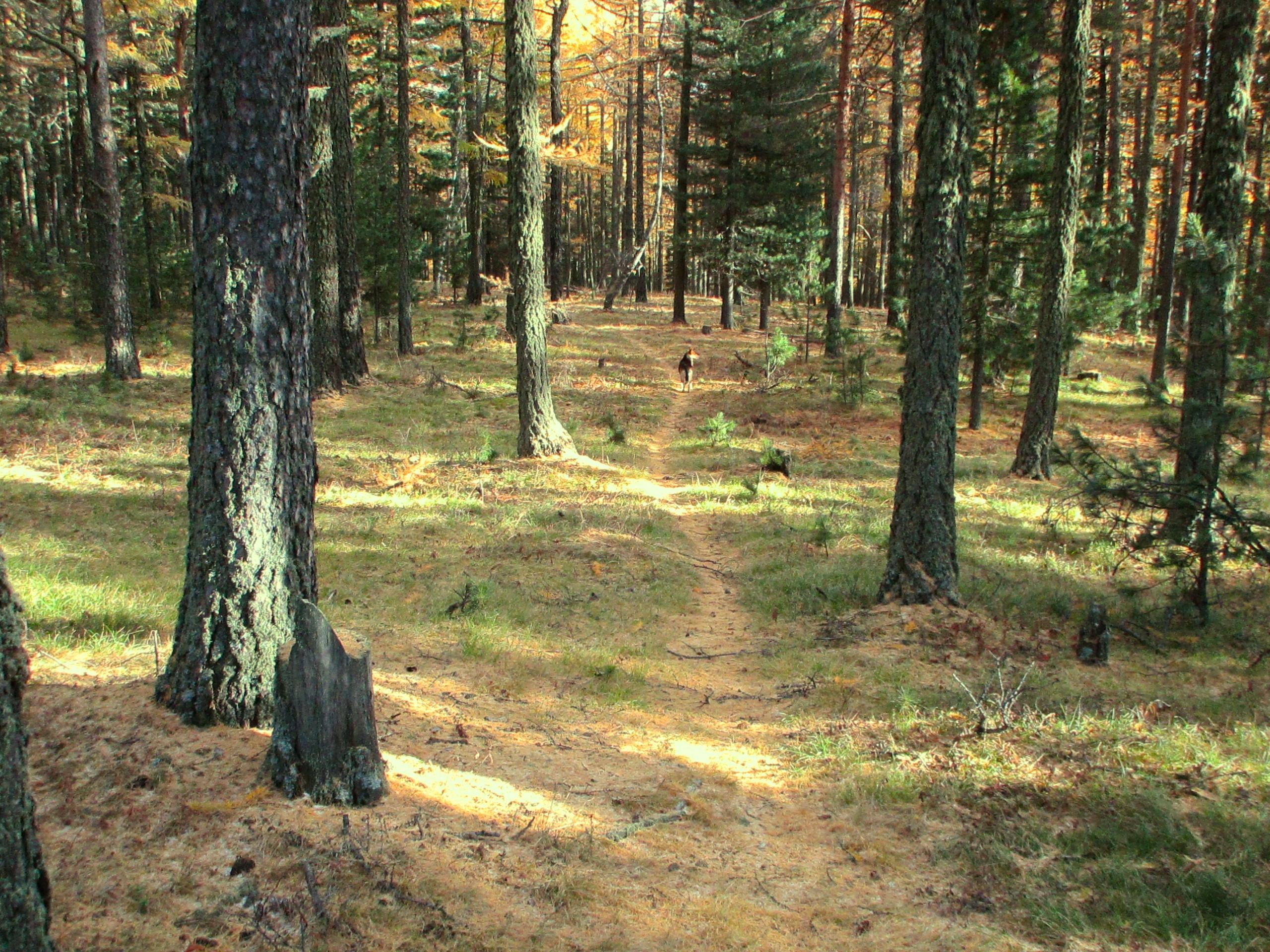 A serene forest scene featuring tall trees and a narrow dirt path winding through grassy ground. Light filters through the branches, casting gentle shadows. Pine needles and scattered leaves cover the ground, adding warmth to the landscape. In the background, a figure can be seen walking along the path. Chengeltei Mountain North mountain bike trail.