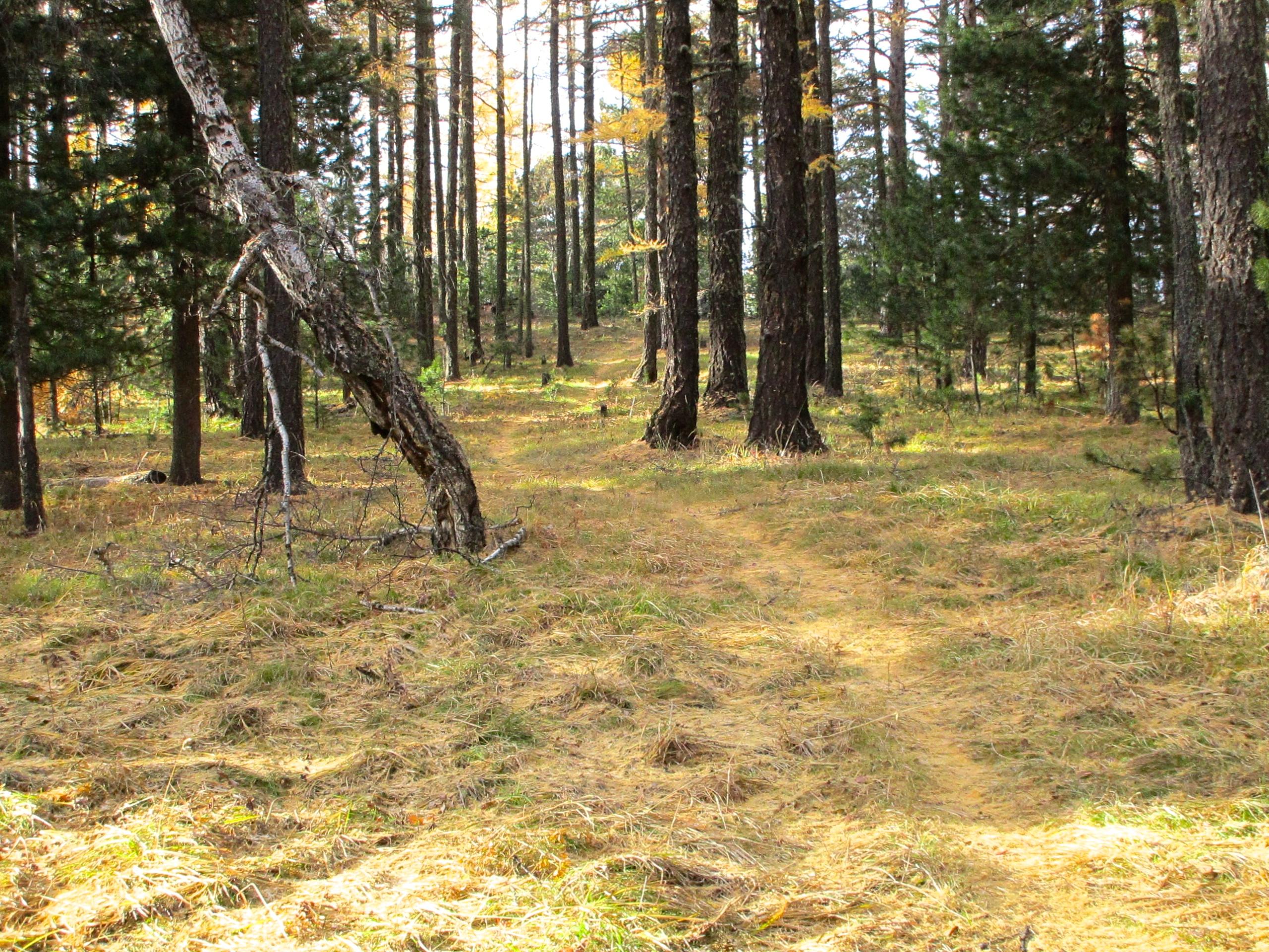 A serene forest scene featuring tall trees with a winding path. The ground is covered in grass and leaves, with some fallen branches. Sunlight filters through the trees, creating a warm atmosphere. Chengeltei Mountain North mountain bike trail.