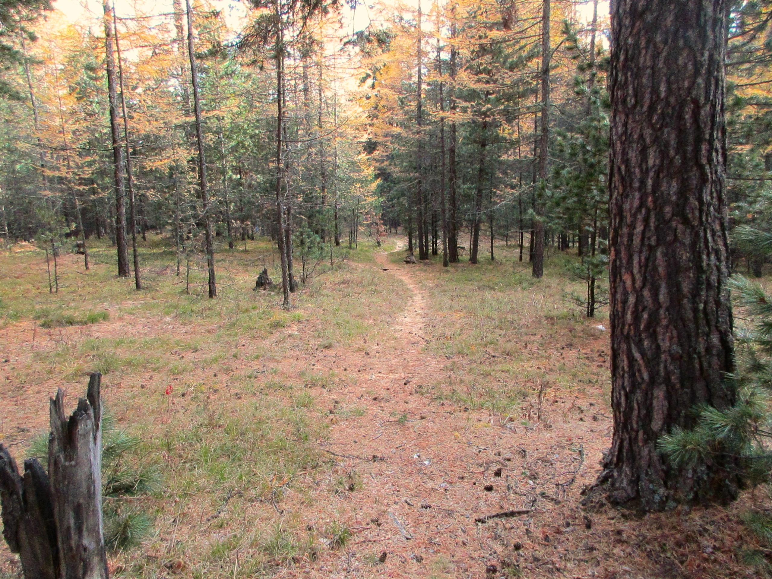 A serene forest scene featuring a narrow, winding dirt path surrounded by tall trees. The ground is covered with soft grass and pine needles, with hints of autumn colors among the foliage. Sunlight filters through the trees, casting a warm glow over the landscape. Chengeltei Mountain North mountain bike trail.