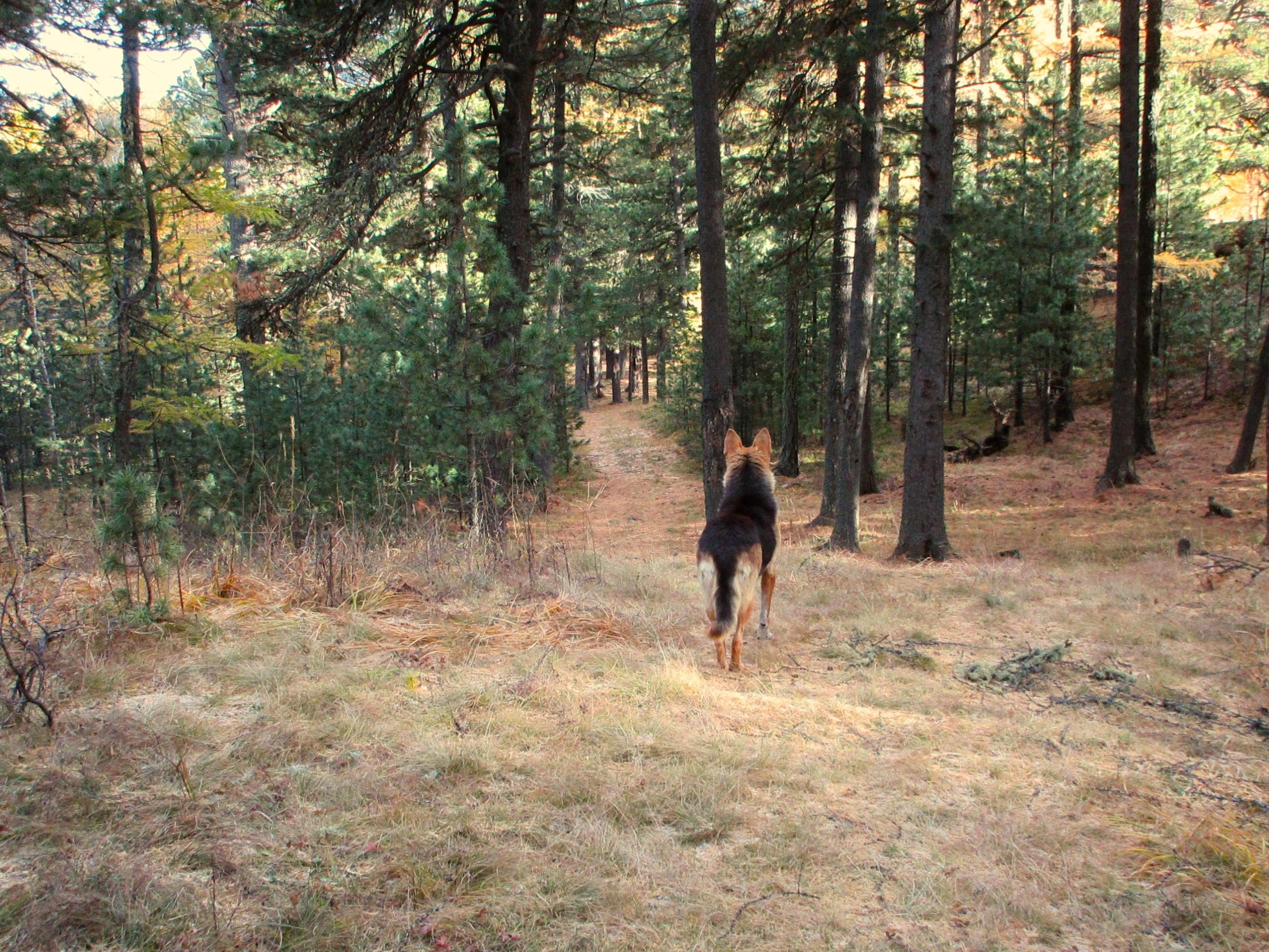 A dog walking down a forest path surrounded by tall trees and patches of grass, with autumn foliage in the background. Chengeltei Mountain North mountain bike trail.