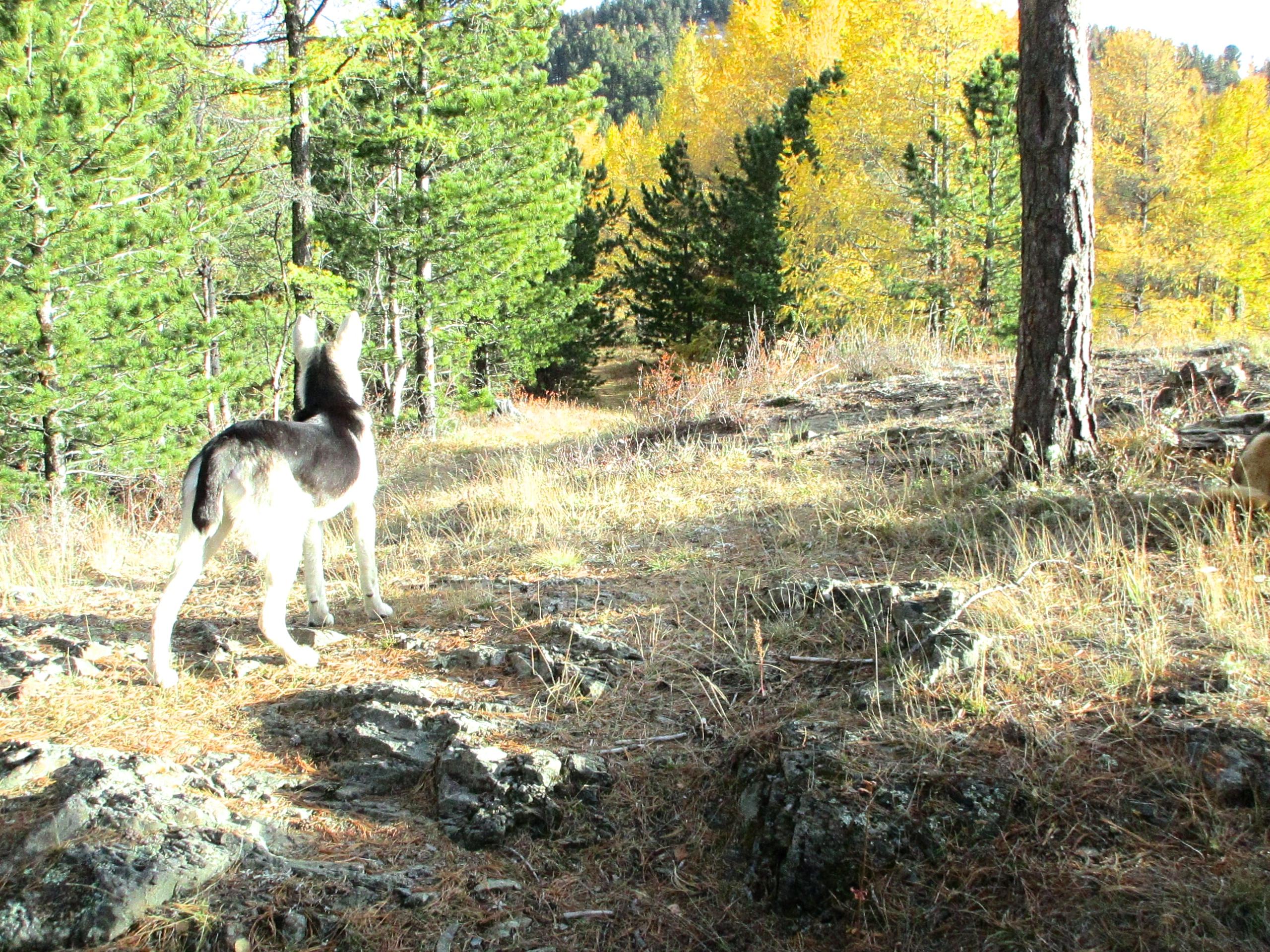 A dog with a black and white coat stands on rocky terrain, gazing toward a wooded area filled with green and golden trees in the background. The landscape is covered in dry grass and scattered rocks, with sunlight filtering through the branches. Chengeltei Mountain North mountain bike trail.