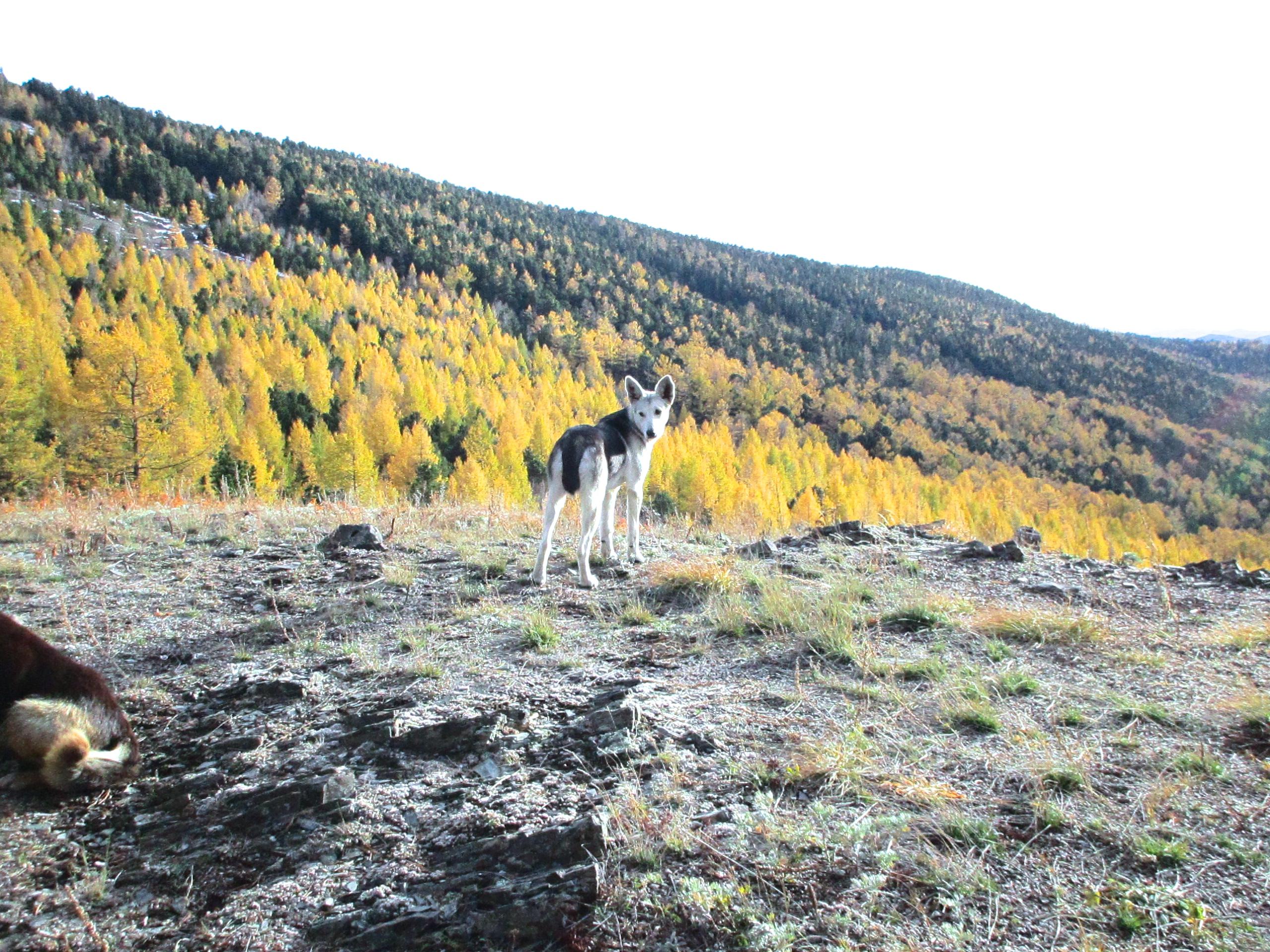 A dog stands on rocky terrain overlooking a valley filled with trees in vibrant autumn colors. The background features a mountainous landscape with hills covered in a mix of green and golden foliage under a bright sky. Chengeltei Mountain North mountain bike trail.